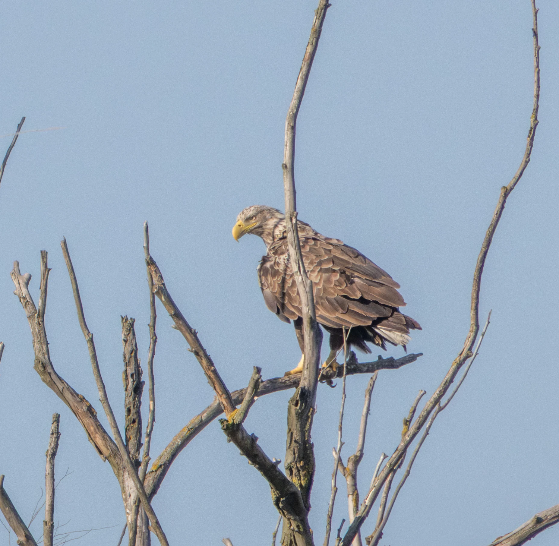 White-tailed Eagle, Danube Delta, Romania — photo by Adam Prugel-Bennett