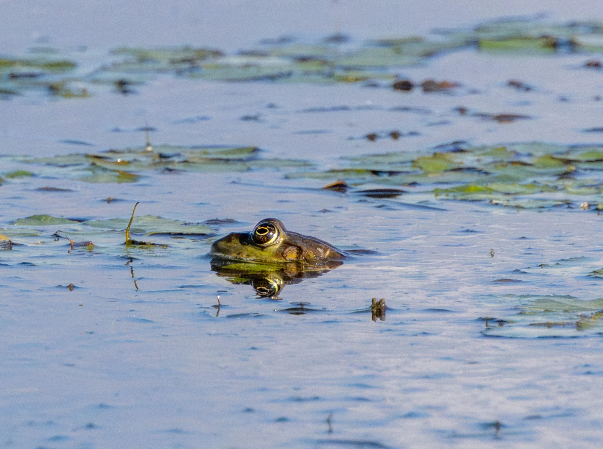 Common Frog, Danube Delta, Romania — photo by Adam Prugel-Bennett