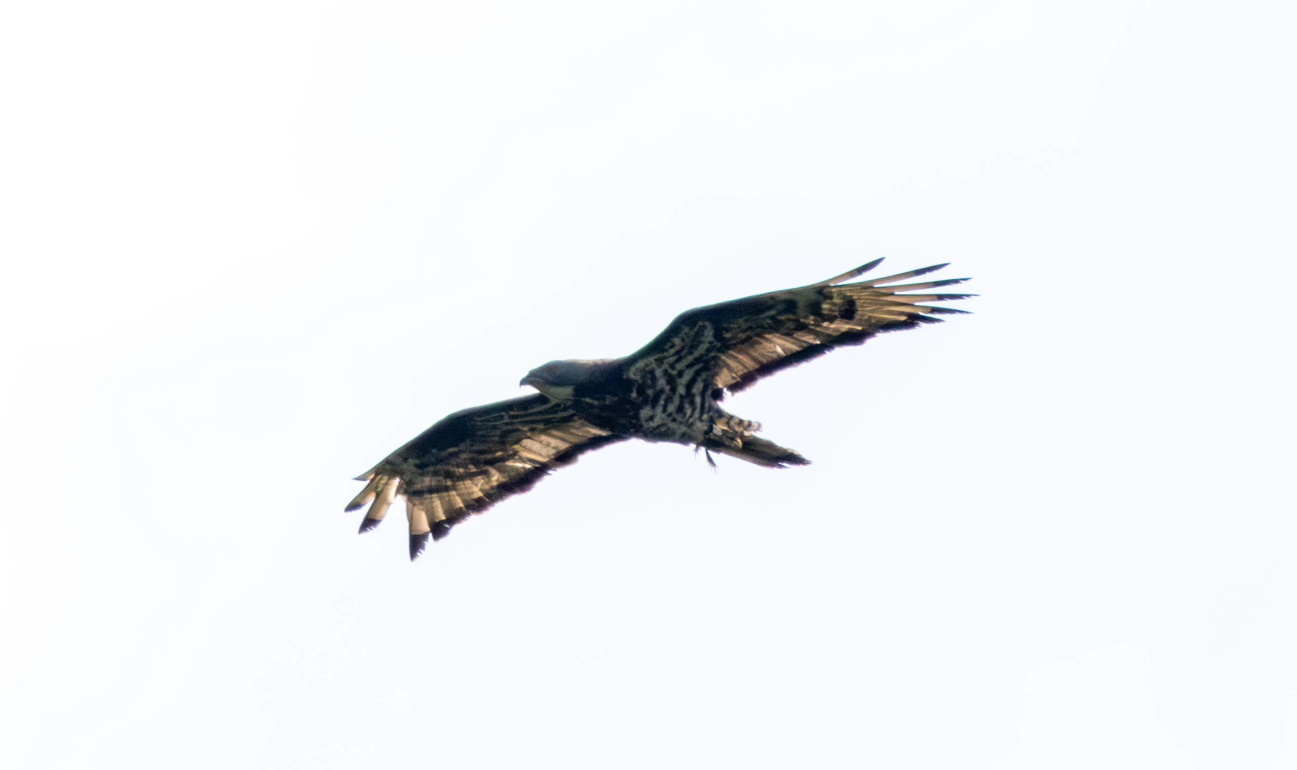 Honey Buzzard, Woolbedding Common, Sussex, UK — photo by Adam Prugel-Bennett