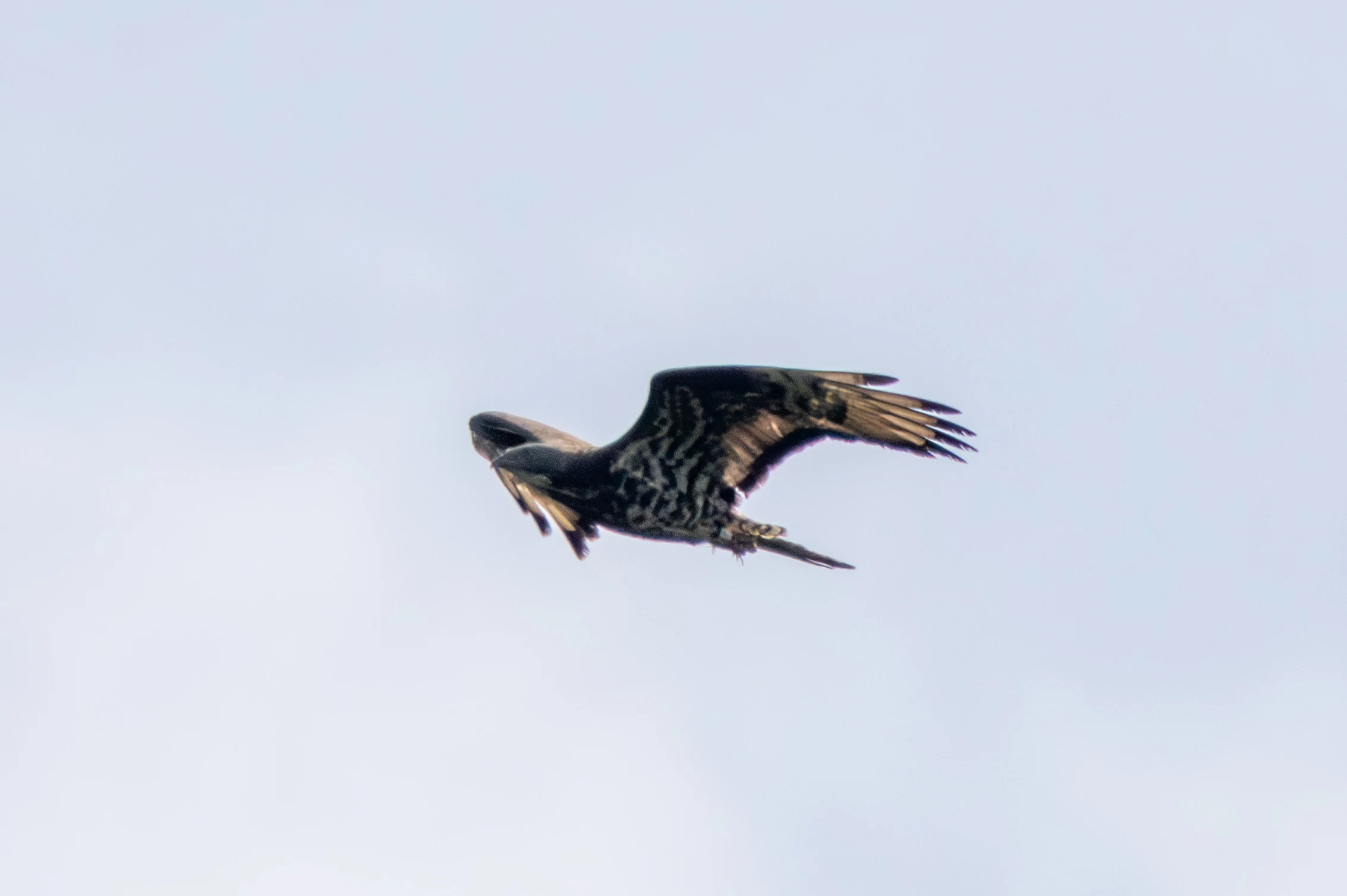 Honey Buzzard, Woolbedding Common, Sussex, UK — photo by Adam Prugel-Bennett