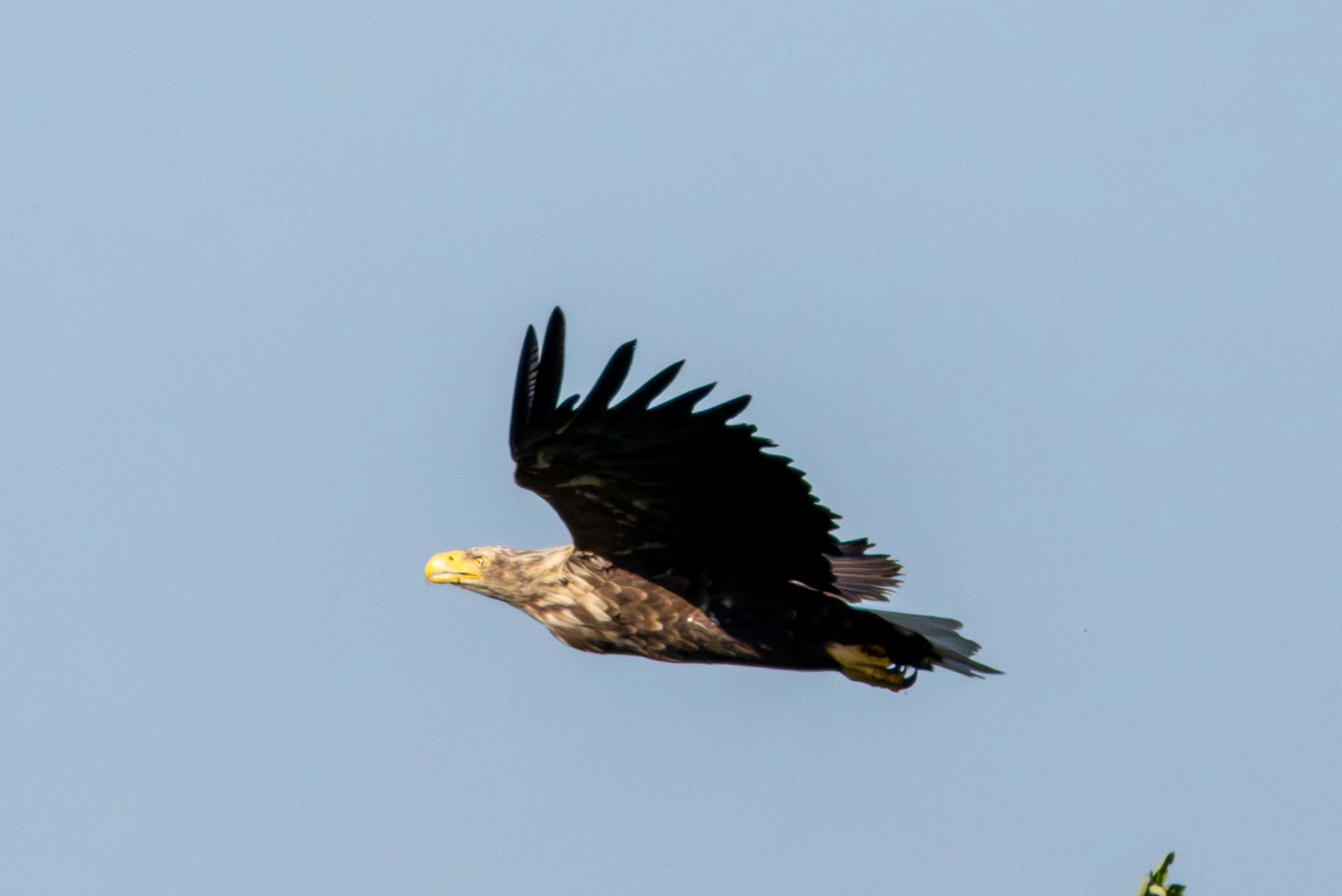 White-tailed Eagle, Danube Delta, Romania — photo by Adam Prugel-Bennett