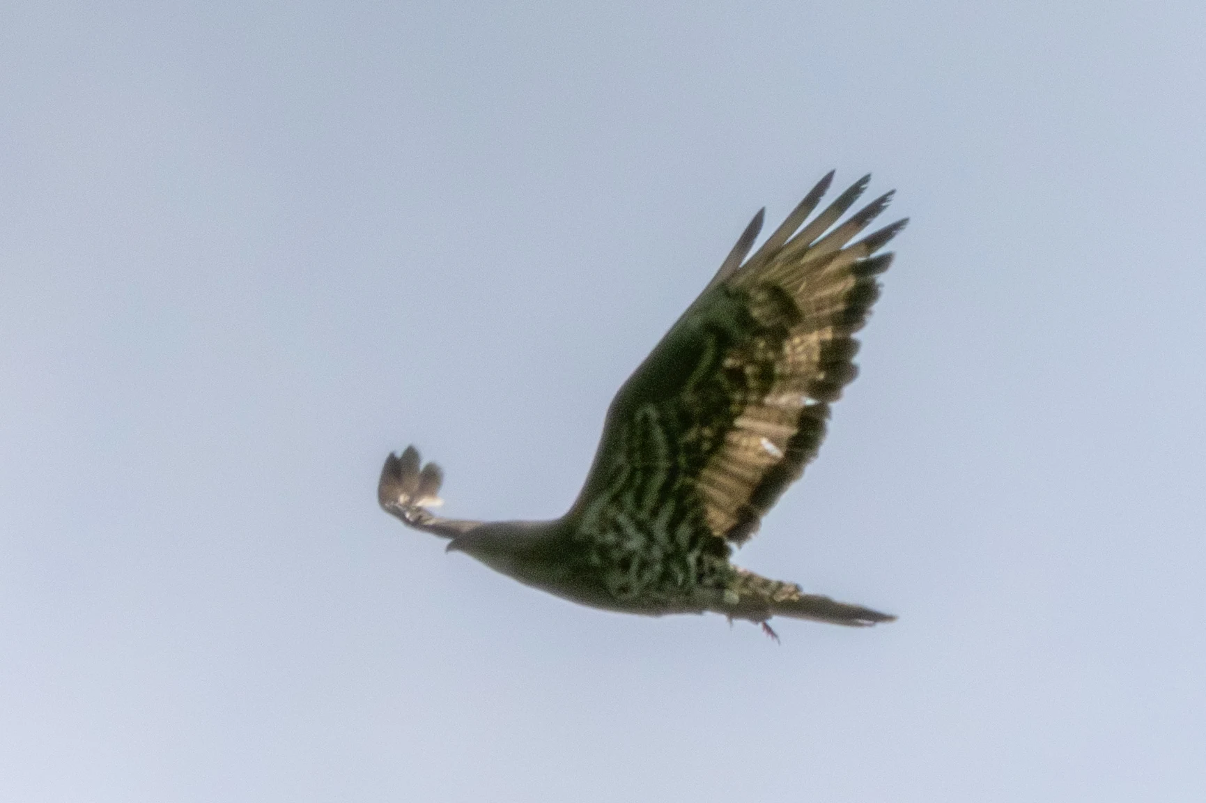 Honey Buzzard, Woolbedding Common, Sussex, UK — photo by Adam Prugel-Bennett