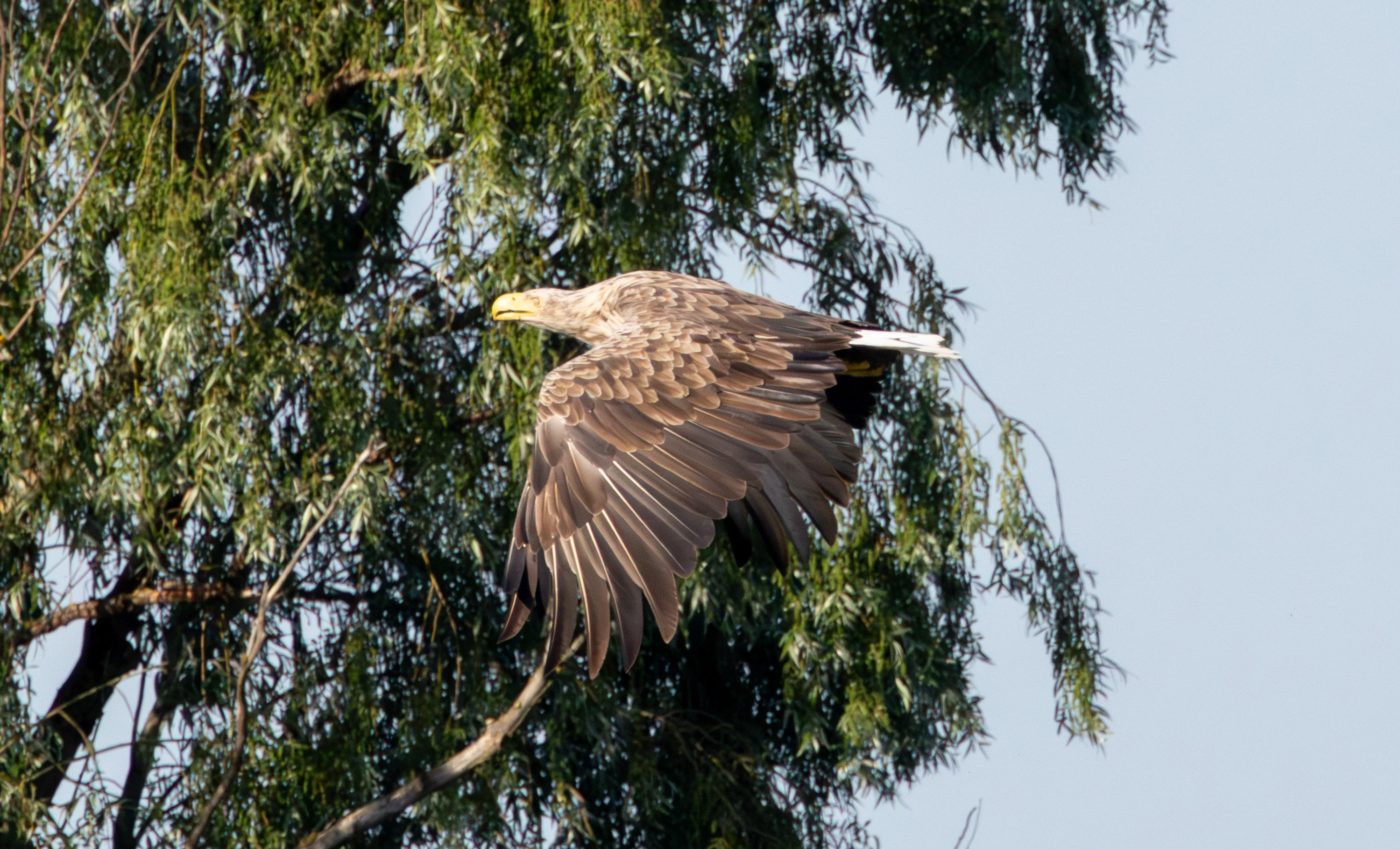 White-tailed Eagle in flight, Danube Delta, Romania — photo by Adam Prugel-Bennett