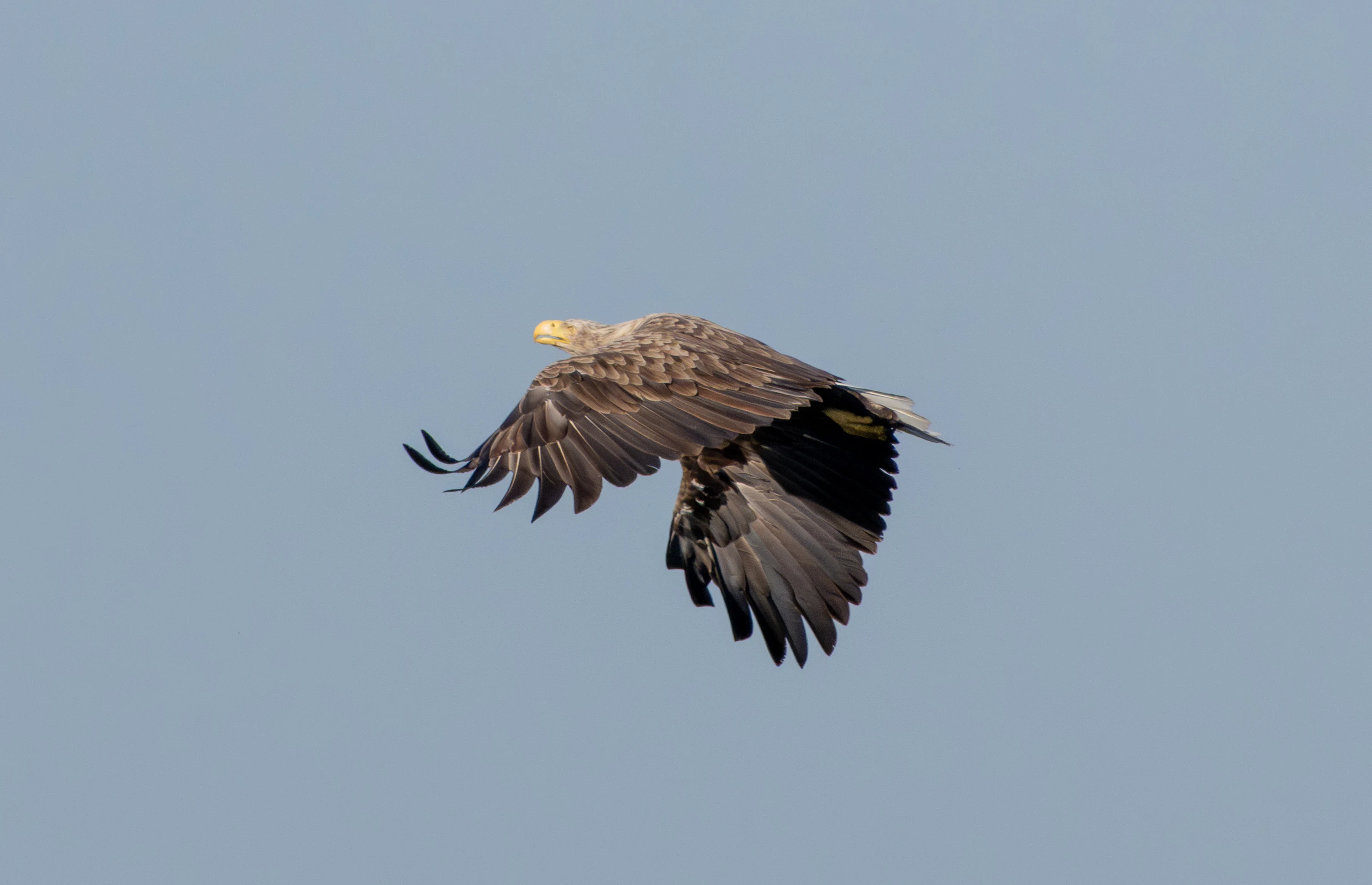 White-tailed Eagle, Danube Delta, Romania — photo by Adam Prugel-Bennett