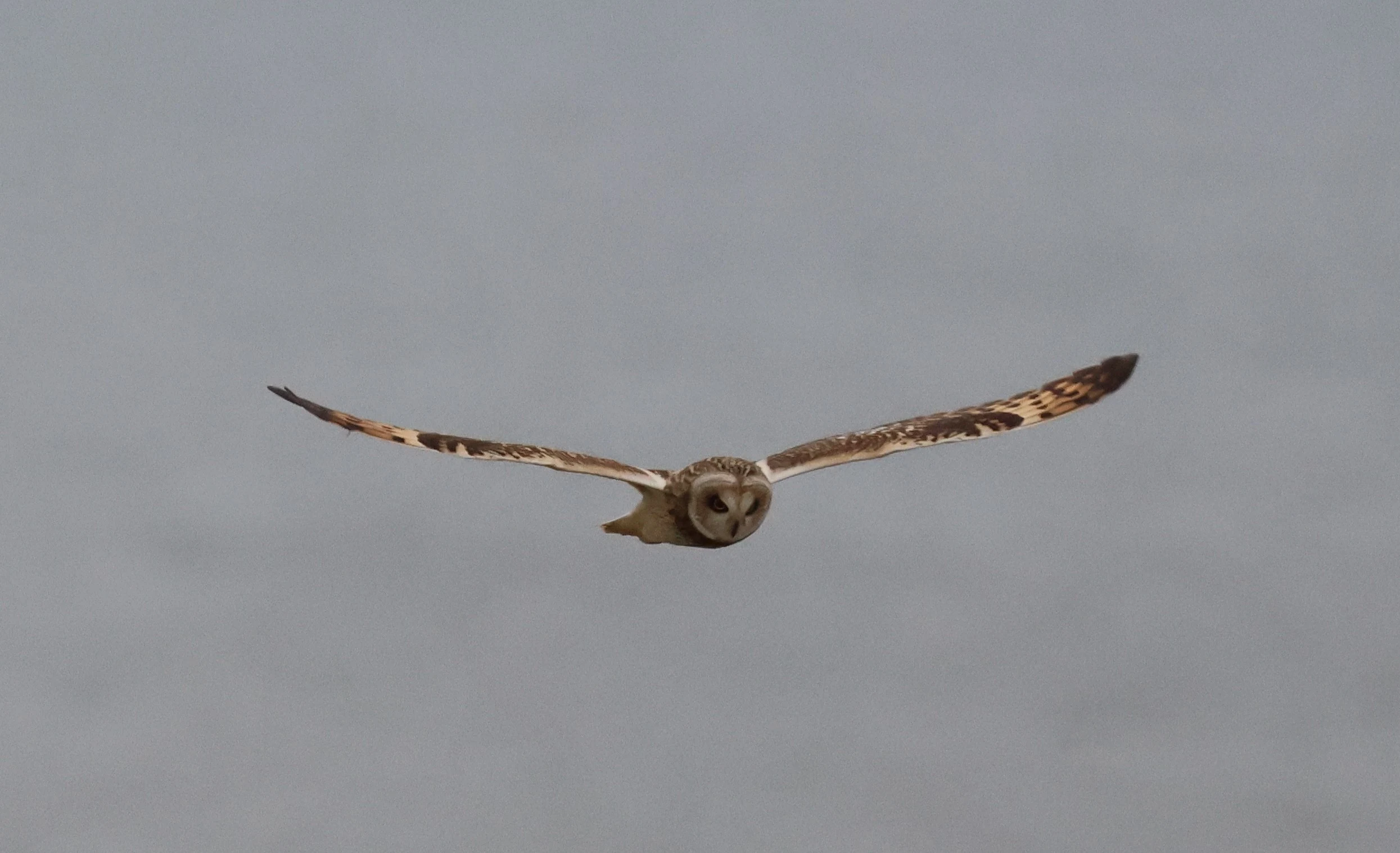 Short-eared Owl, Yorkshire, UK — photo by Adam Prugel-Bennett