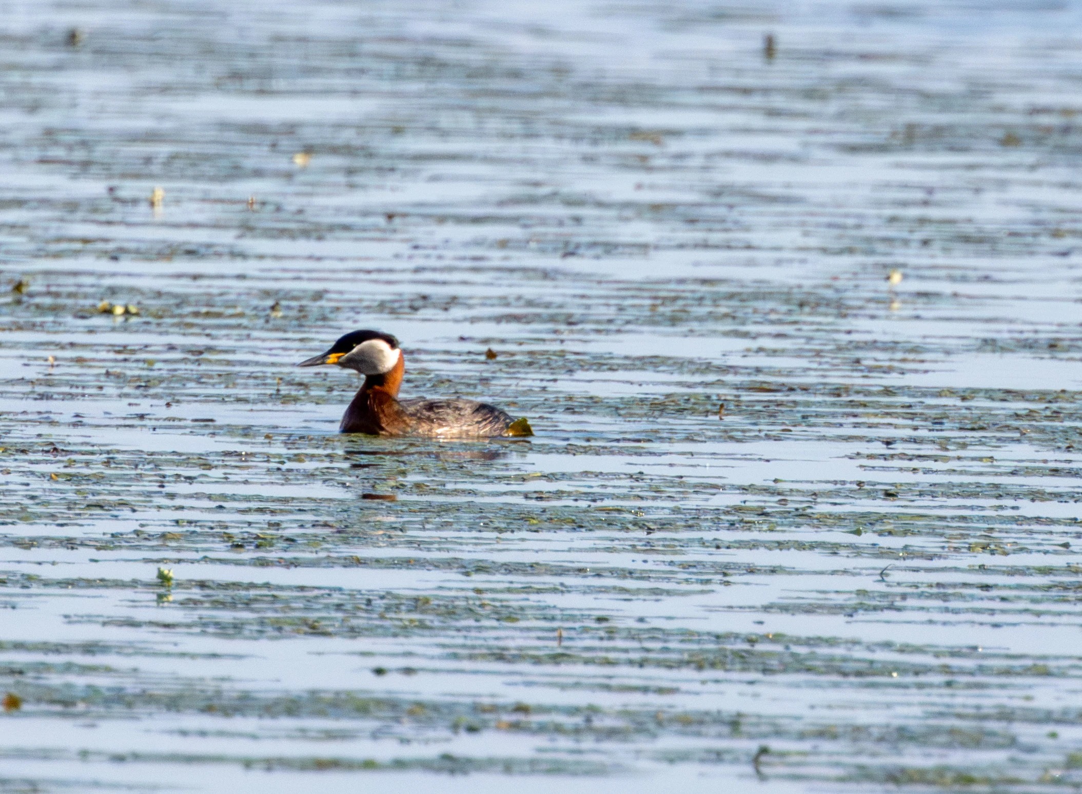 Red-necked Grebe, Danube Delta, Romania — photo by Adam Prugel-Bennett