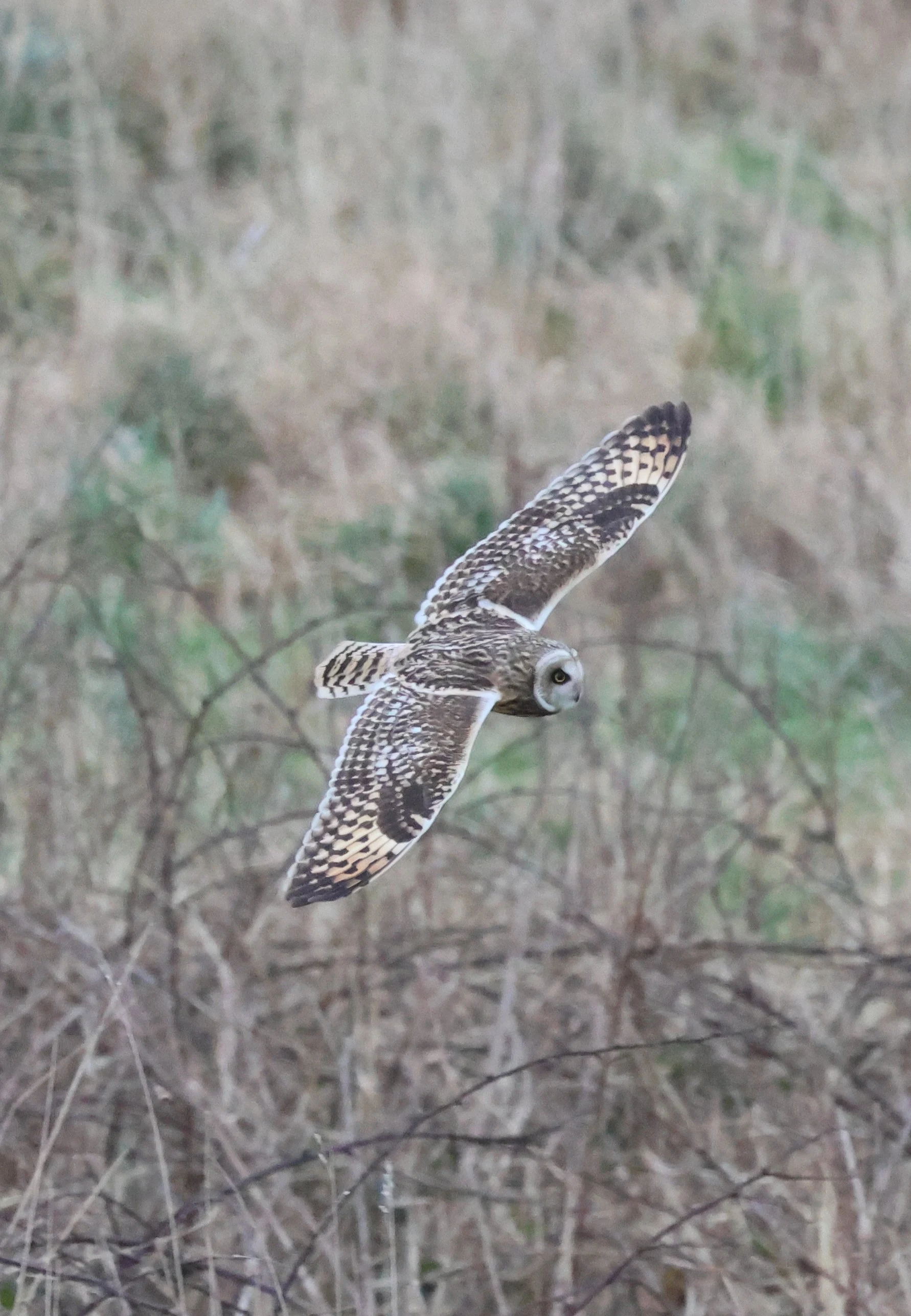 Short-eared Owl, Yorkshire, UK — photo by Adam Prugel-Bennett
