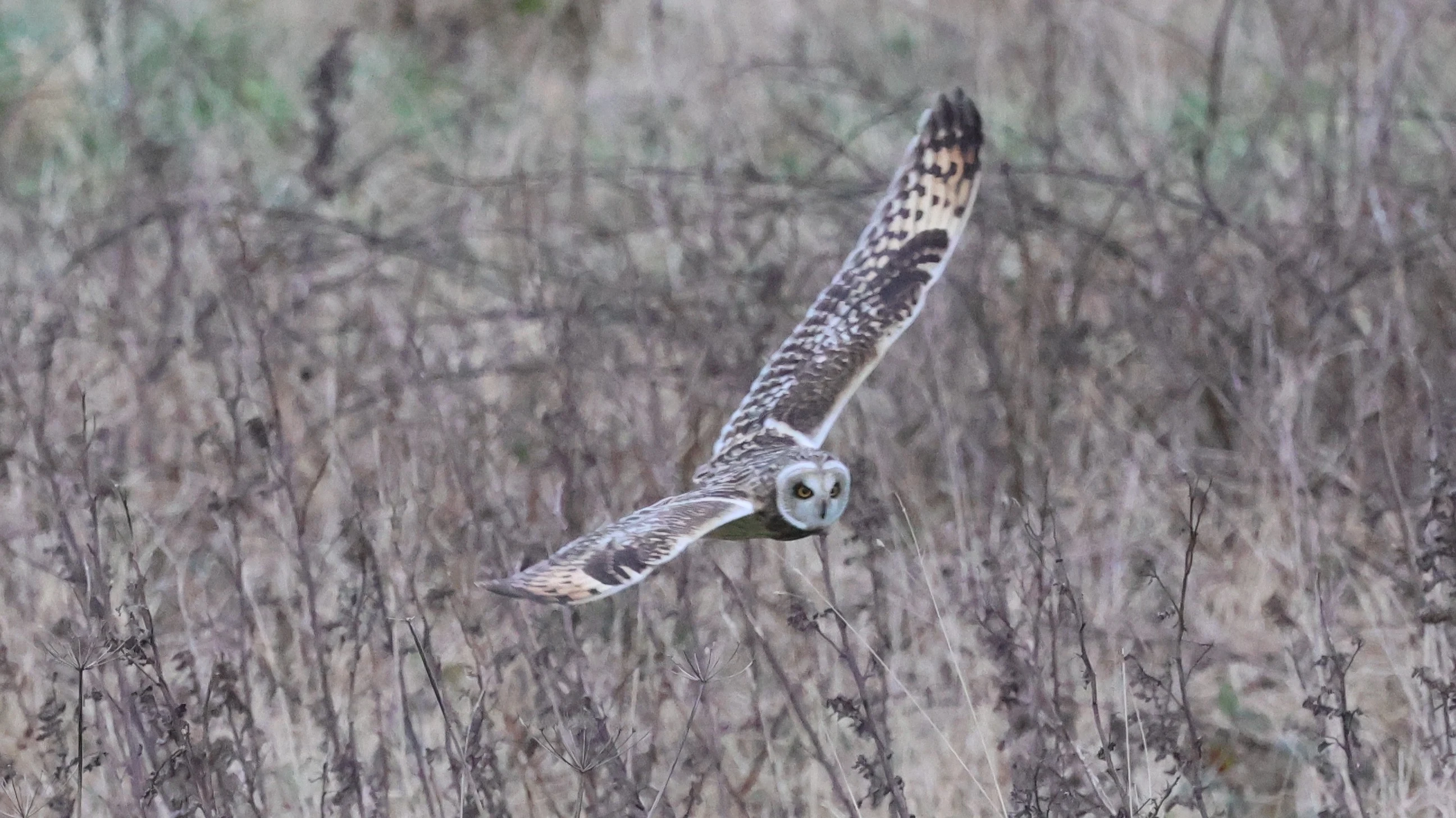 Short-eared Owl, Yorkshire, UK — photo by Adam Prugel-Bennett