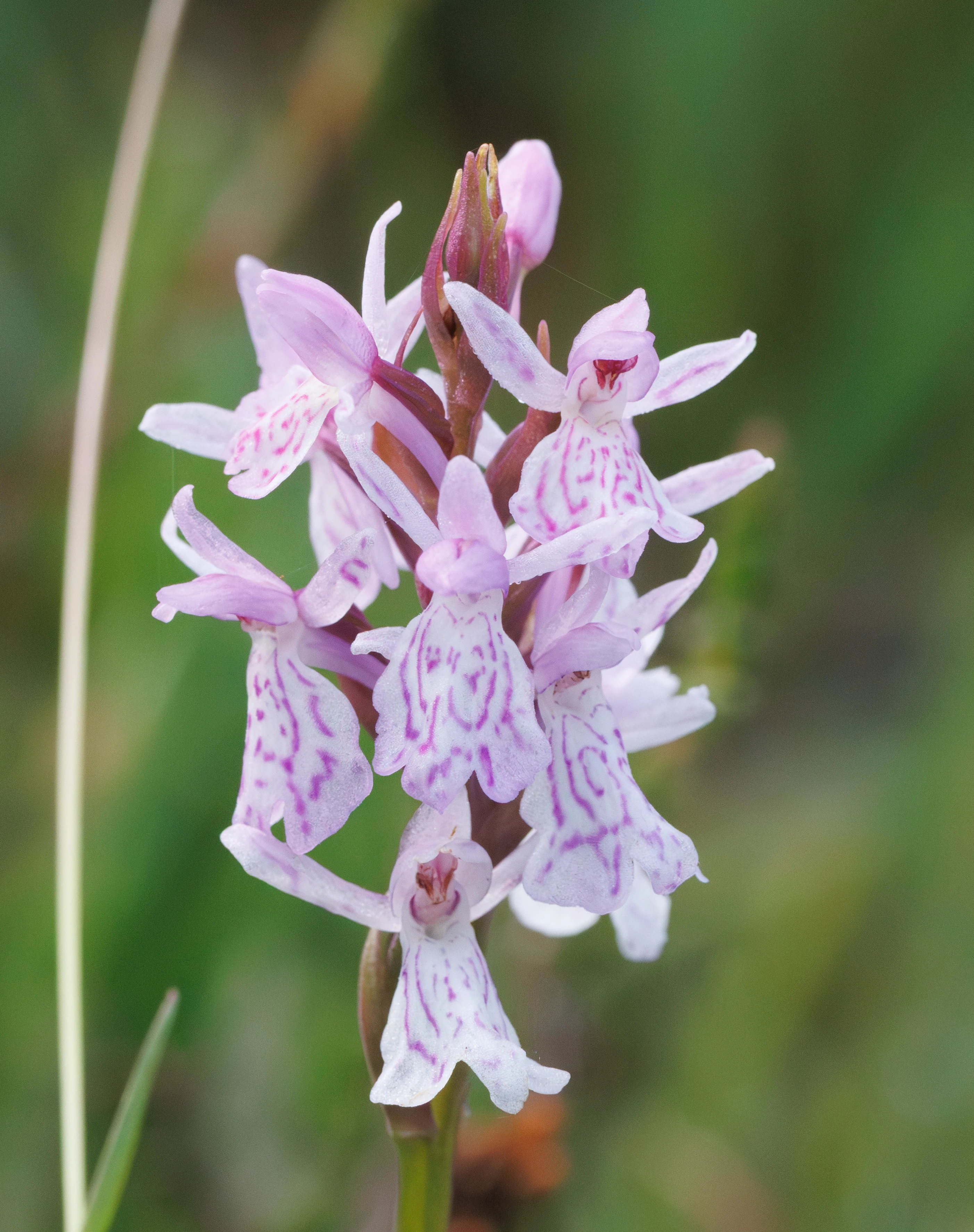 Heath Spotted-orcid, Pig Bush, Hampshire, UK — photo by Adam Prugel-Bennett