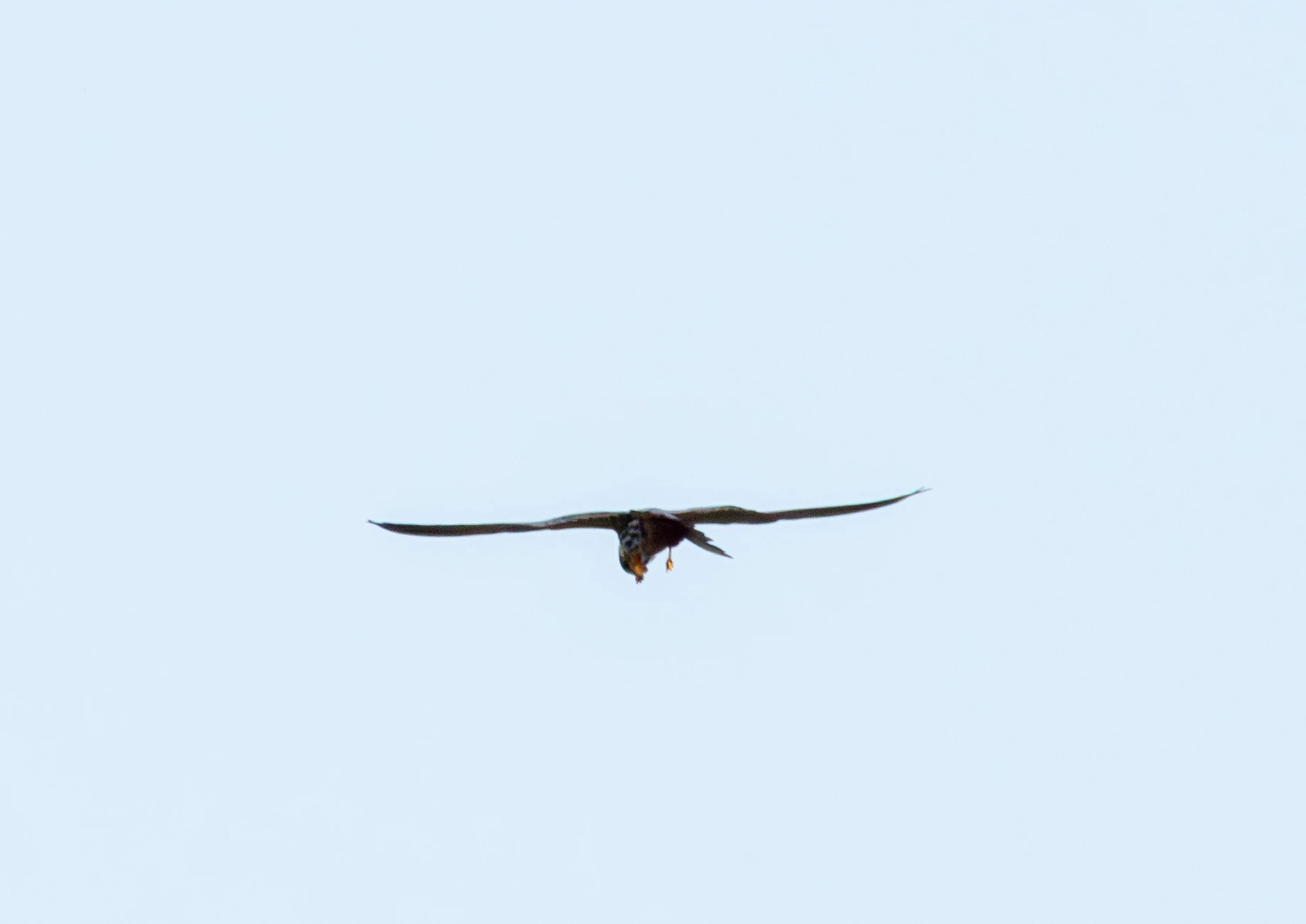 Eurasian Hobby in flight, Danube Delta, Romania — photo by Adam Prugel-Bennett
