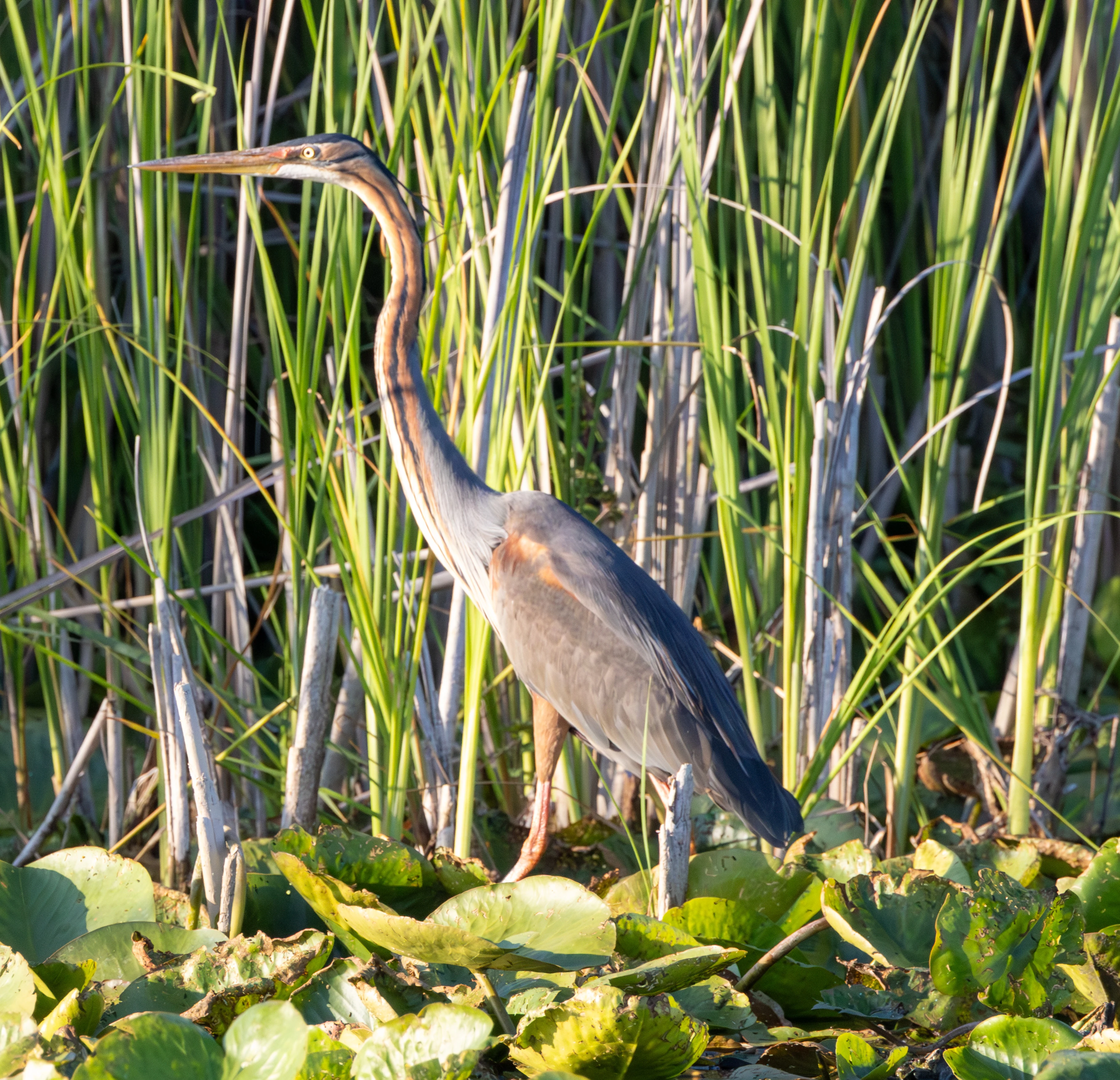 Purple Heron, Danube Delta, Romania — photo by Adam Prugel-Bennett