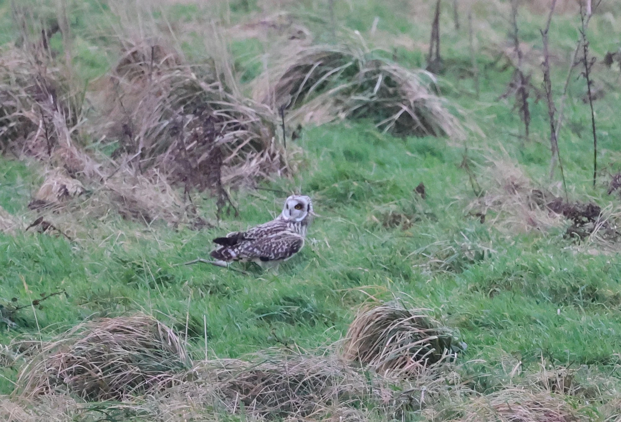 Short-eared Owl, Yorkshire, UK — photo by Adam Prugel-Bennett
