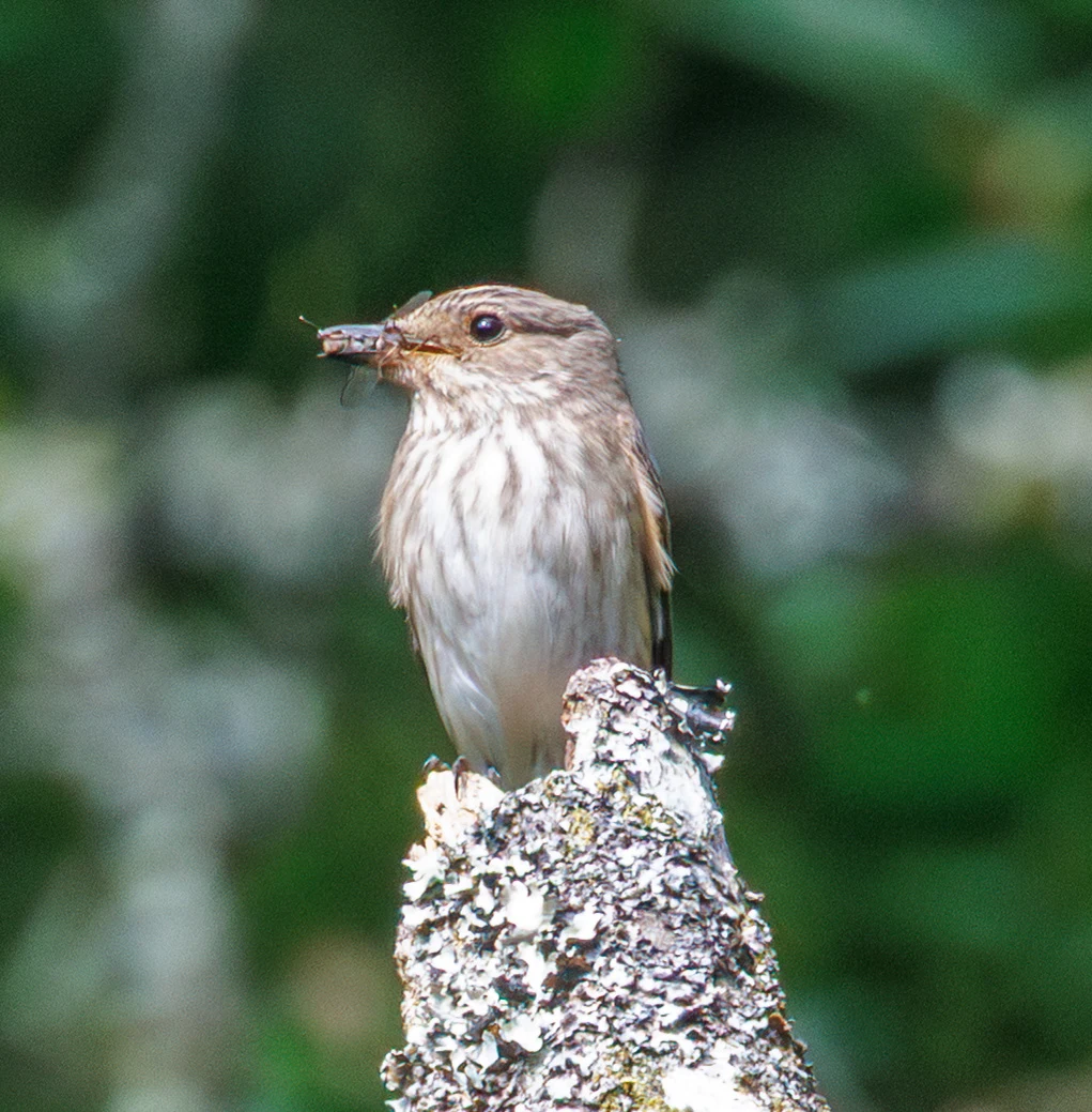 Spotted Flycatcher, Pig Bush, Hampshire, UK — photo by Adam Prugel-Bennett