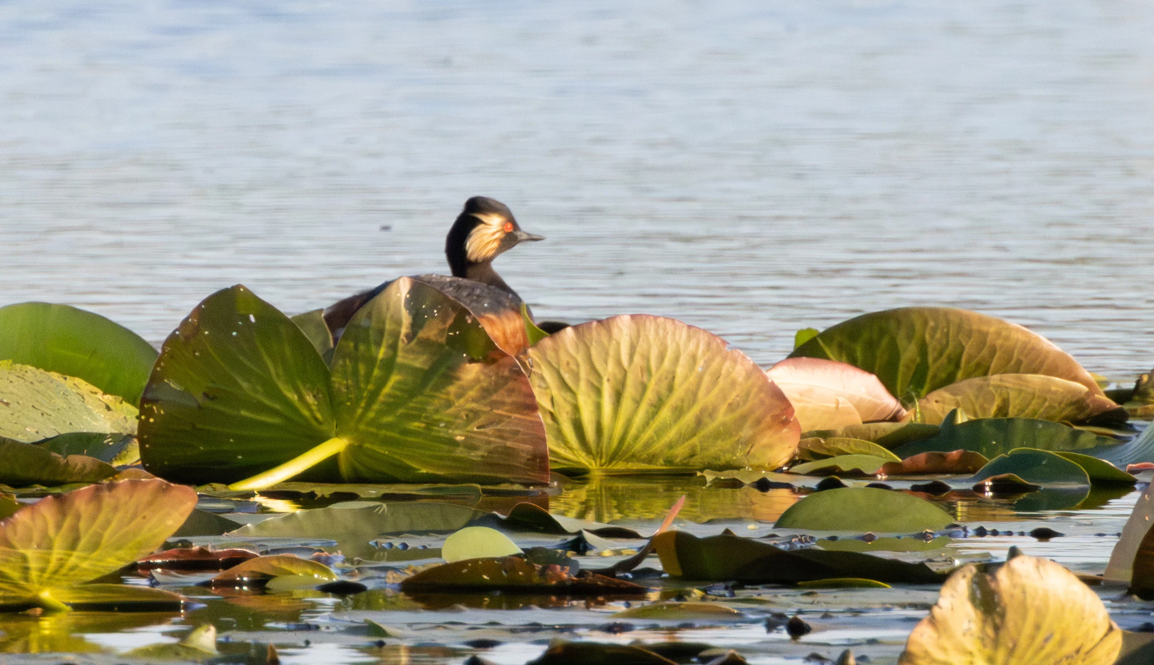 Great Crested Grebe among water lilies, Danube Delta, Romania — photo by Adam Prugel-Bennett