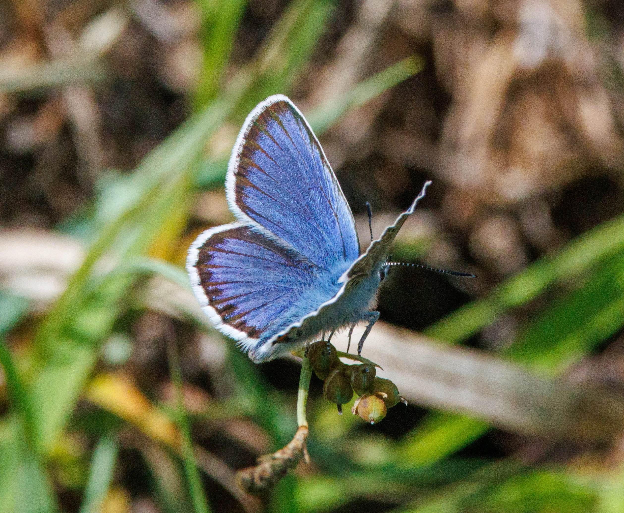 Common Blue Butterfly, Pig Bush, Hampshire, UK — photo by Adam Prugel-Bennett