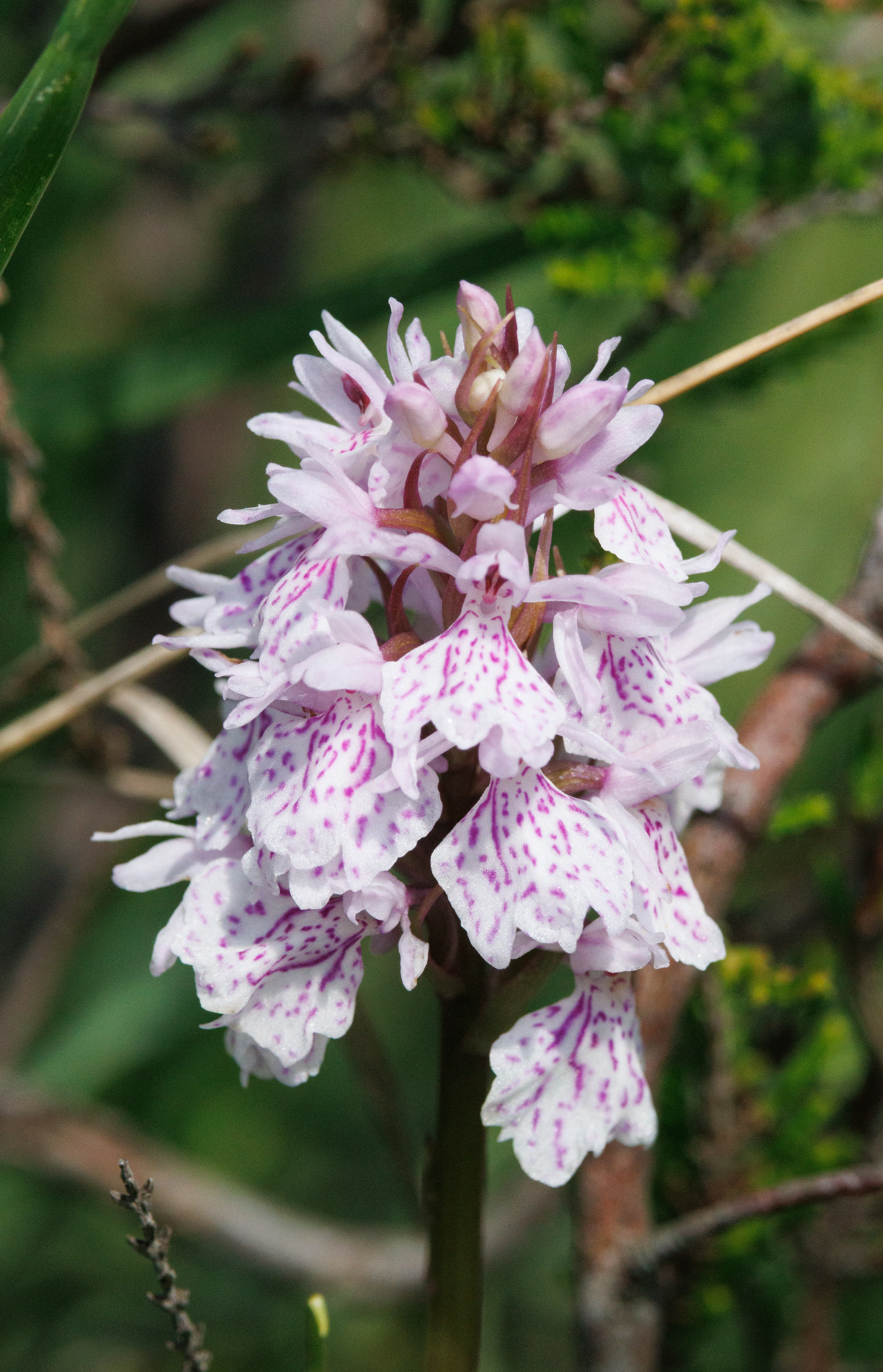 Heath Spotted Orcid, Pig Bush, Hampshire, UK — photo by Adam Prugel-Bennett