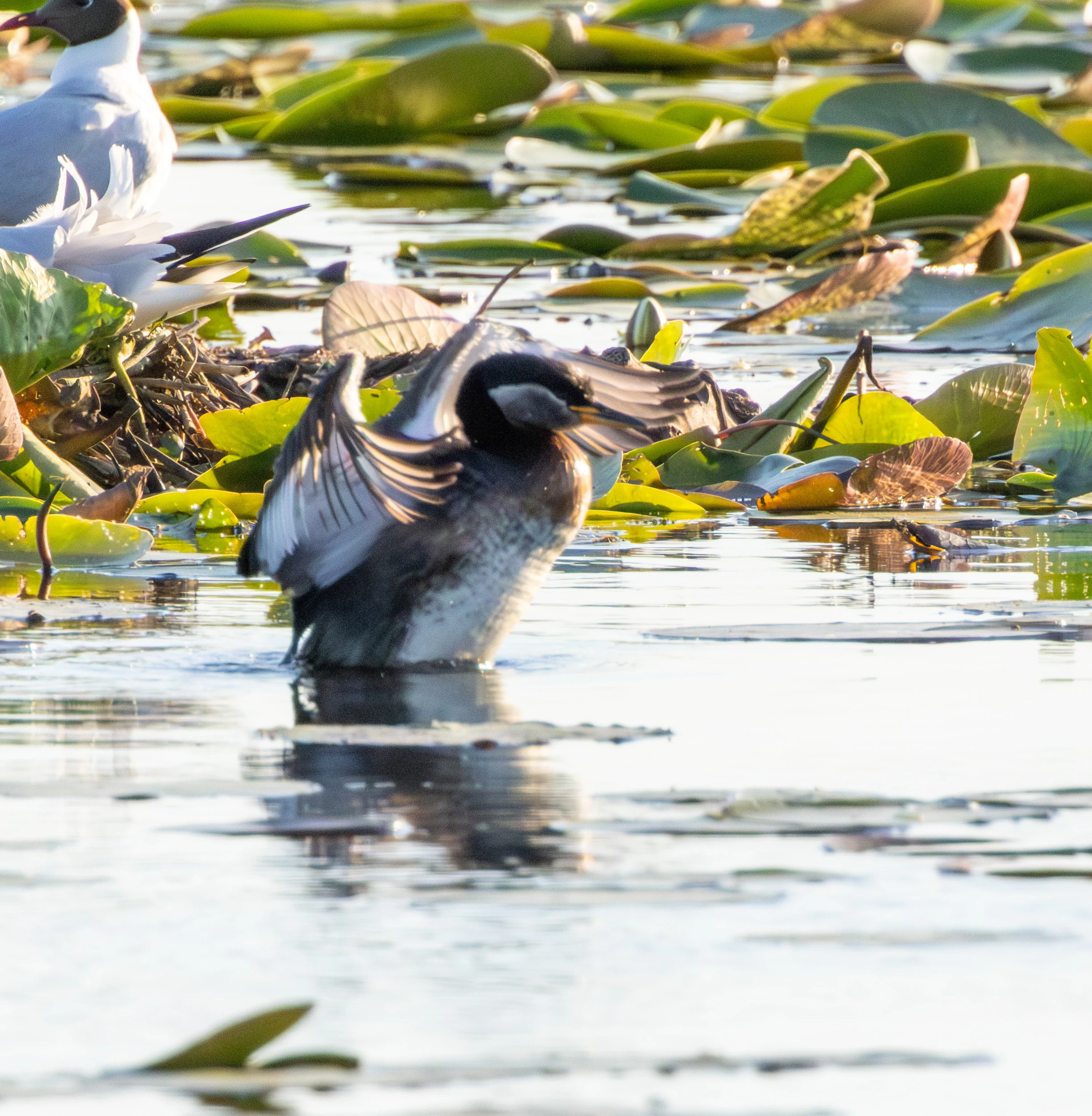 Black-necked Grebe, Danube Delta, Romania — photo by Adam Prugel-Bennett