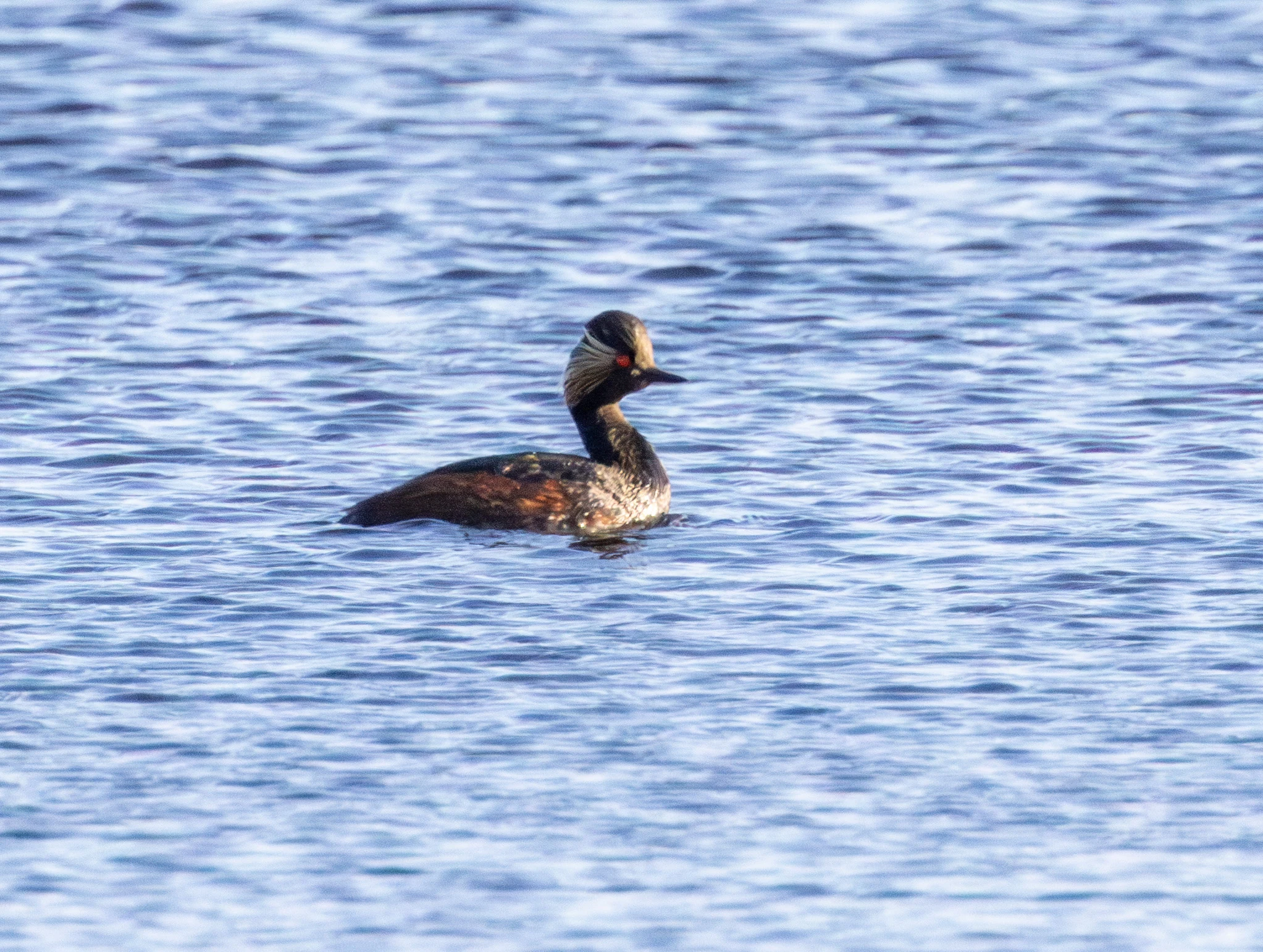 Black-necked Grebe, Danube Delta, Romania — photo by Adam Prugel-Bennett