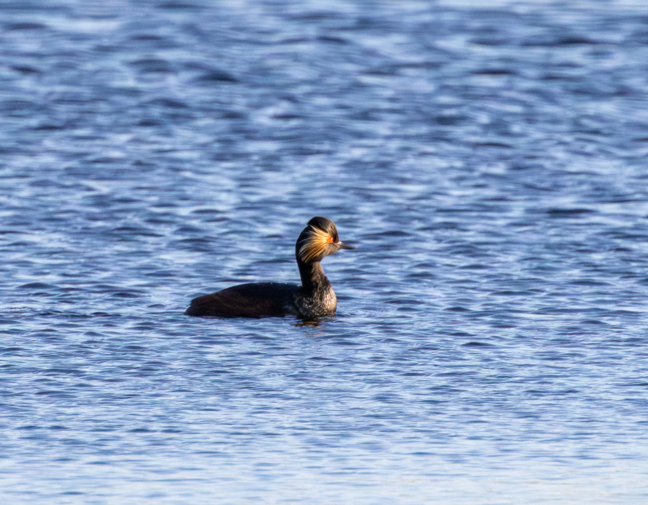 Red-necked Grebe, Danube Delta, Romania — photo by Adam Prugel-Bennett