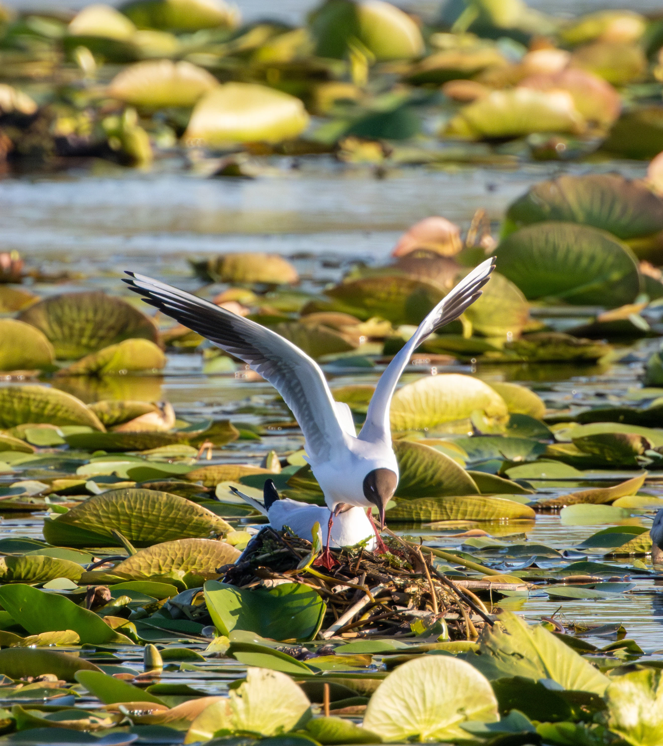 Black-headed Gull on nest, Danube Delta, Romania — photo by Adam Prugel-Bennett