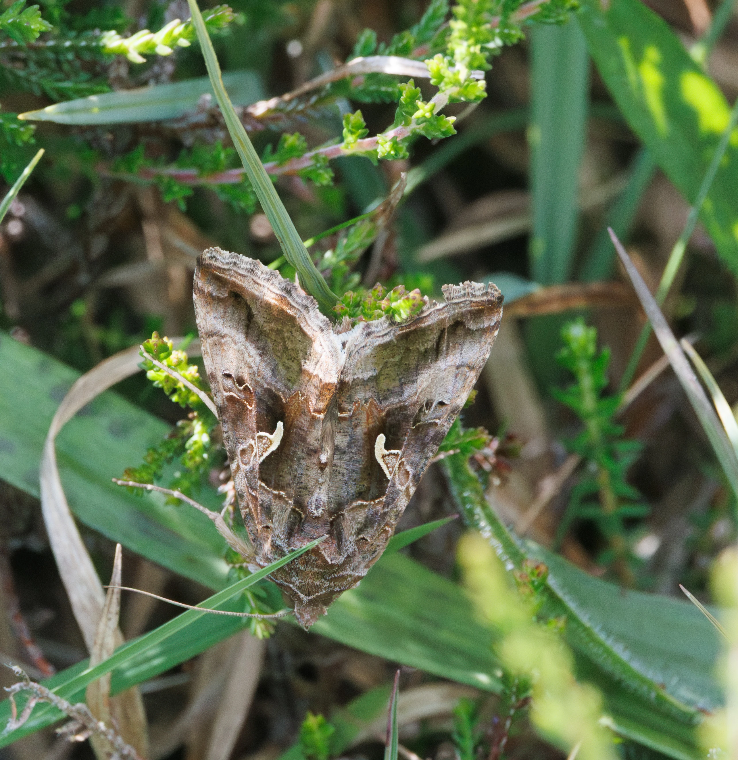 Silver-Y Moth, Pig Bush, Hampshire, UK — photo by Adam Prugel-Bennett