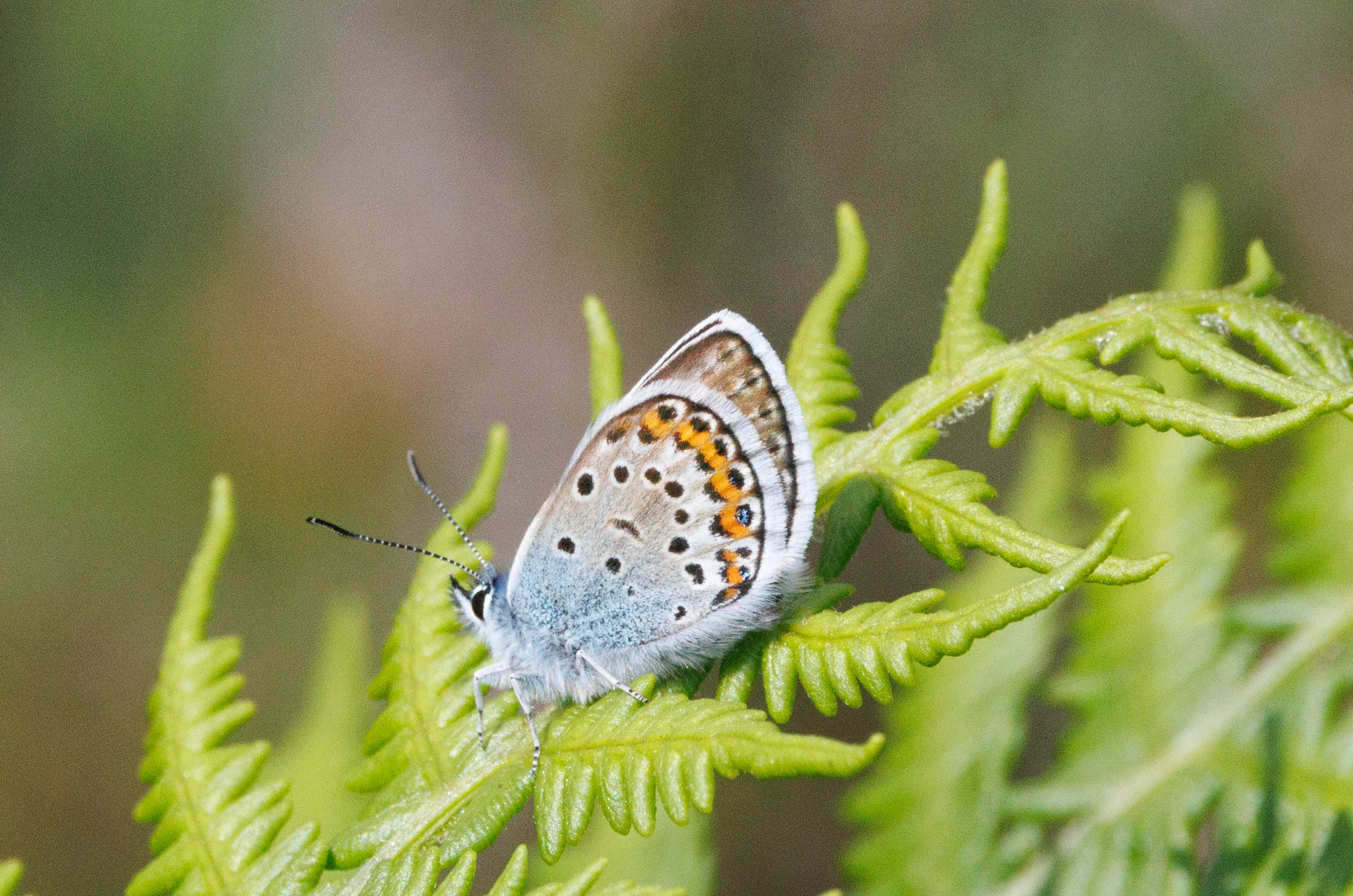 Common Blue Butterfly, Pig Bush, Hampshire, UK — photo by Adam Prugel-Bennett