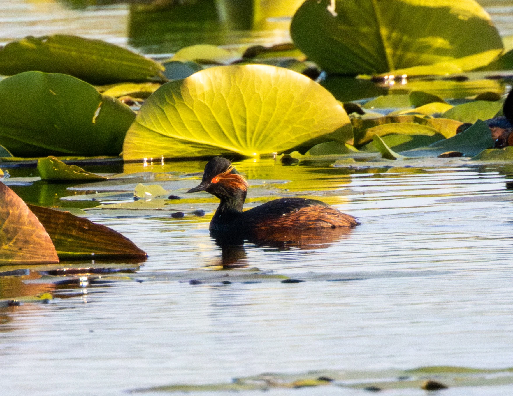 Black-necked Grebe, Danube Delta, Romania — photo by Adam Prugel-Bennett