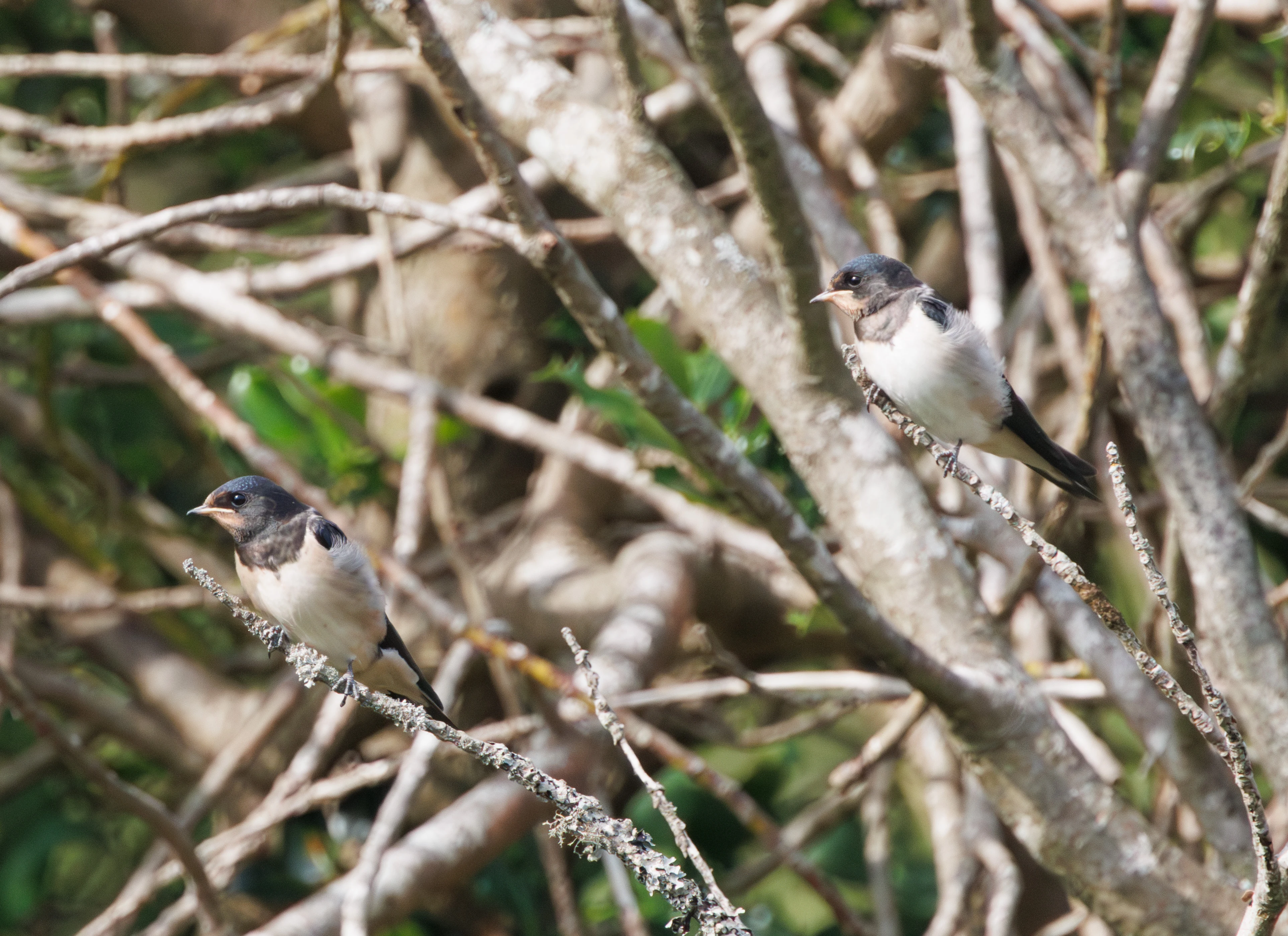 Juvinile Swallows, Acres Down, Hampshire, UK — photo by Adam Prugel-Bennett
