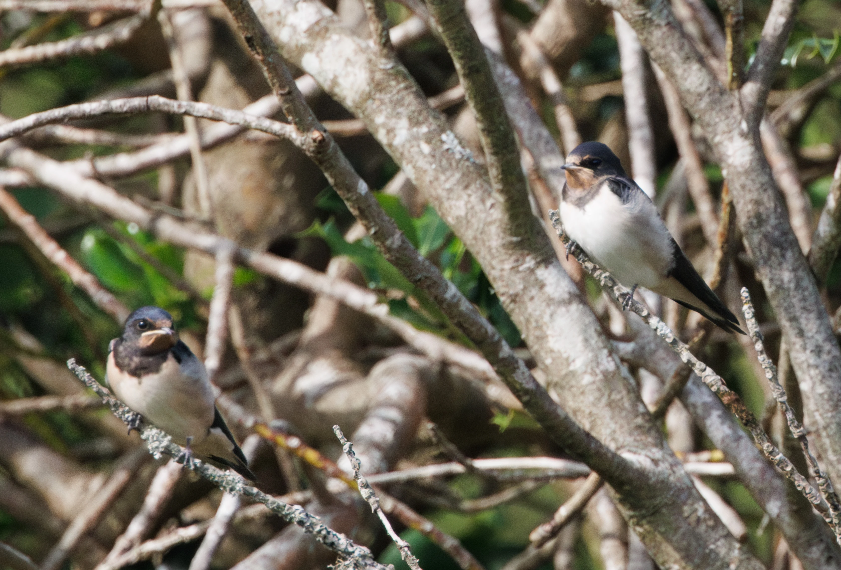 Juvinile Swallows, Acres Down, Hampshire, UK — photo by Adam Prugel-Bennett