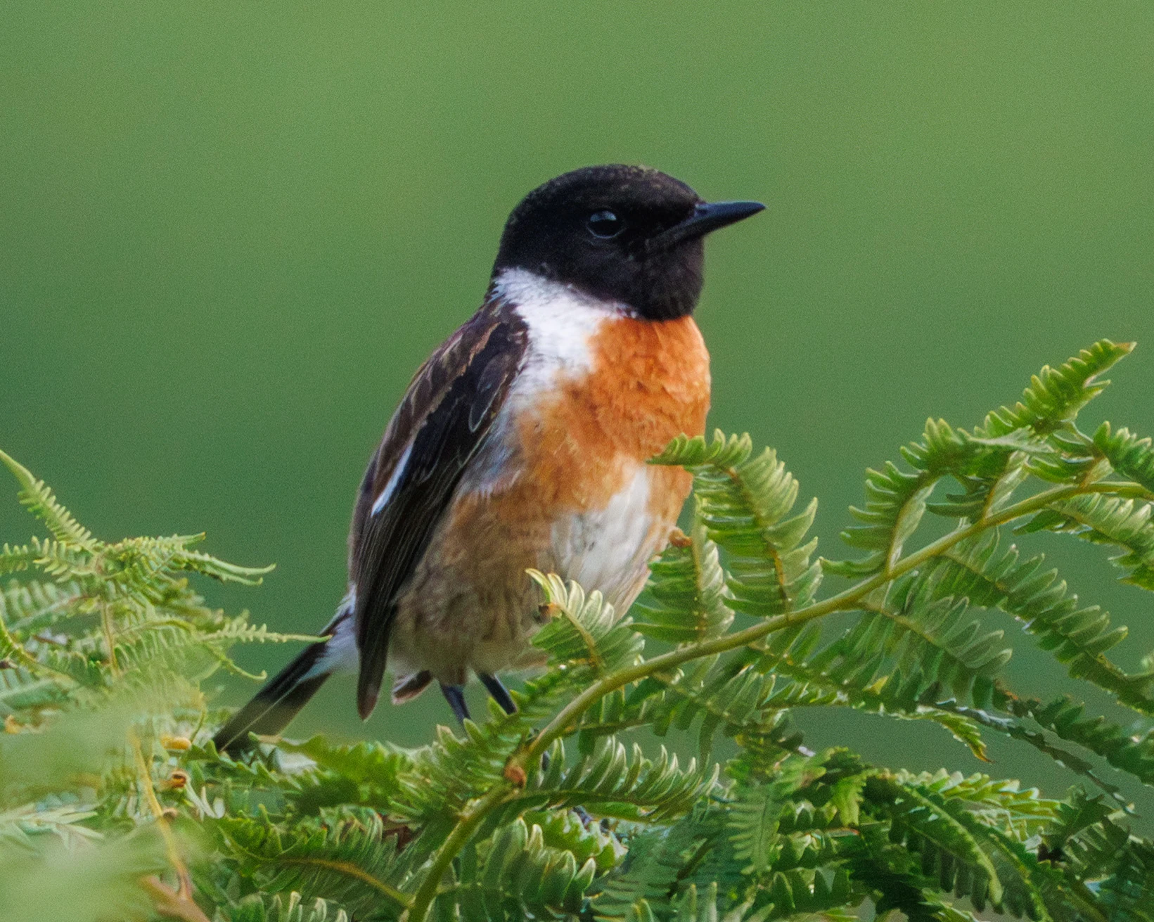 Stonechat, Acres Down, Hampshire, UK — photo by Adam Prugel-Bennett