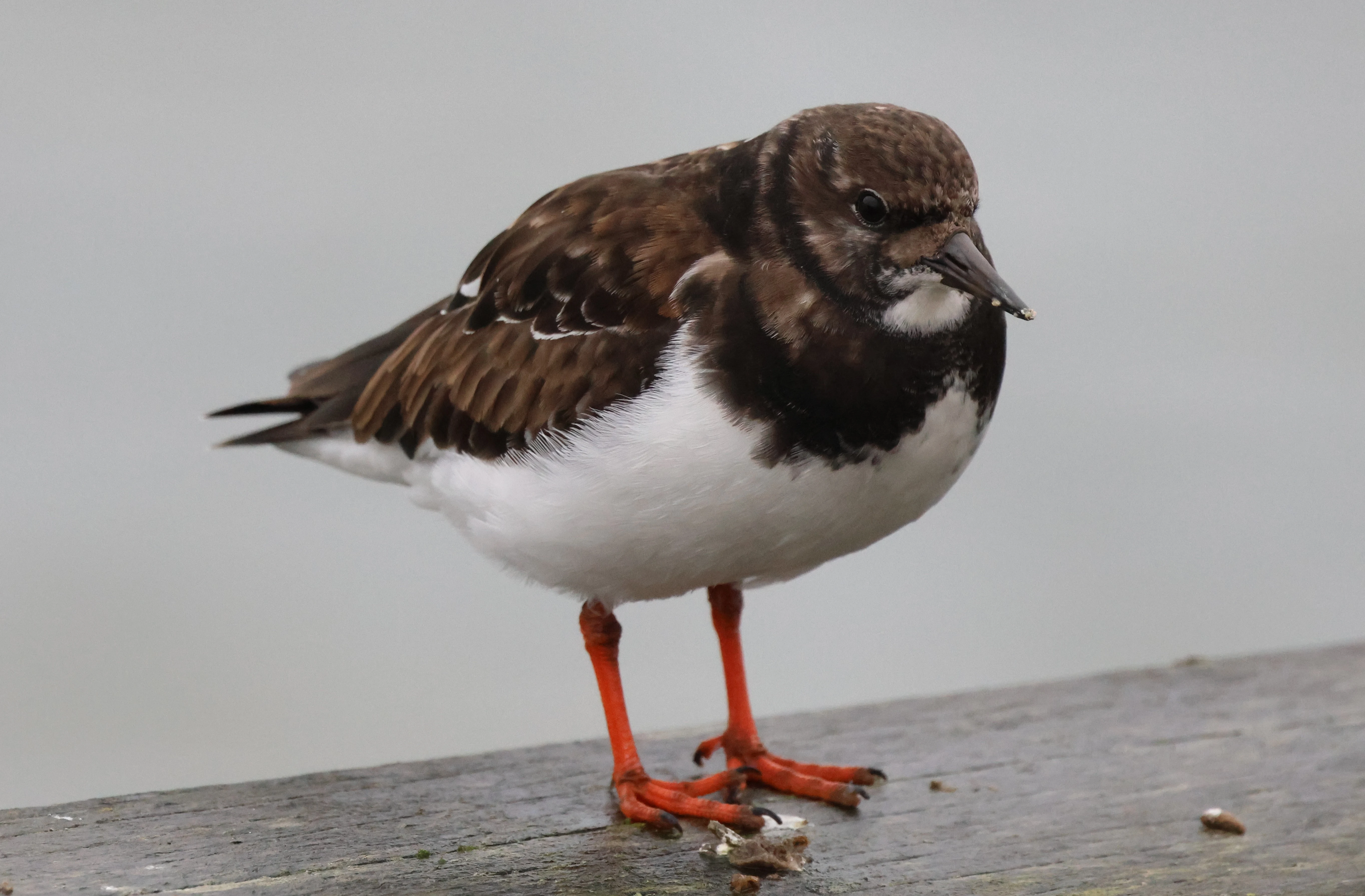 Ruddy Turnstone, Yorkshire, UK — photo by Adam Prugel-Bennett