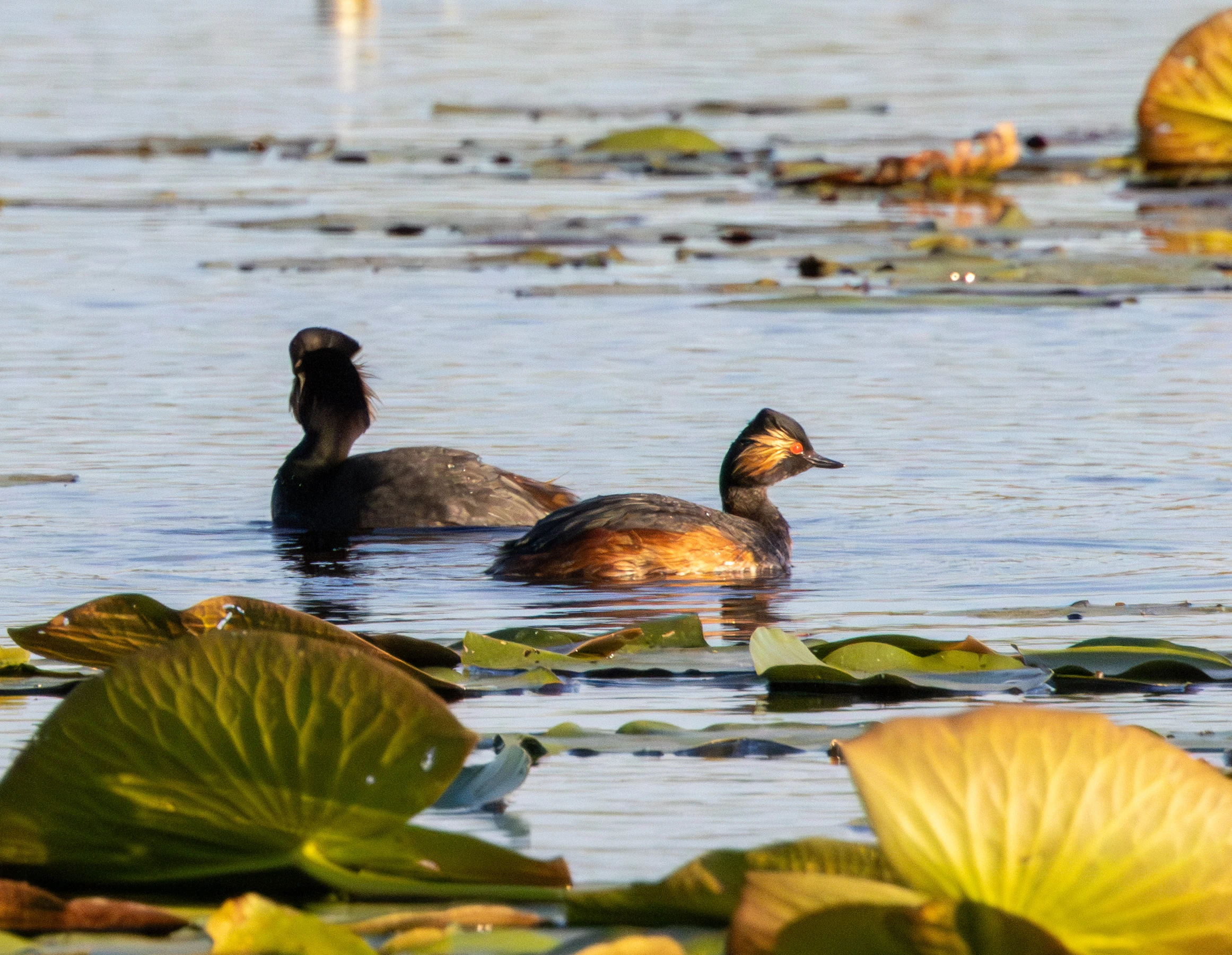 Great Crested Grebes, Danube Delta, Romania — photo by Adam Prugel-Bennett