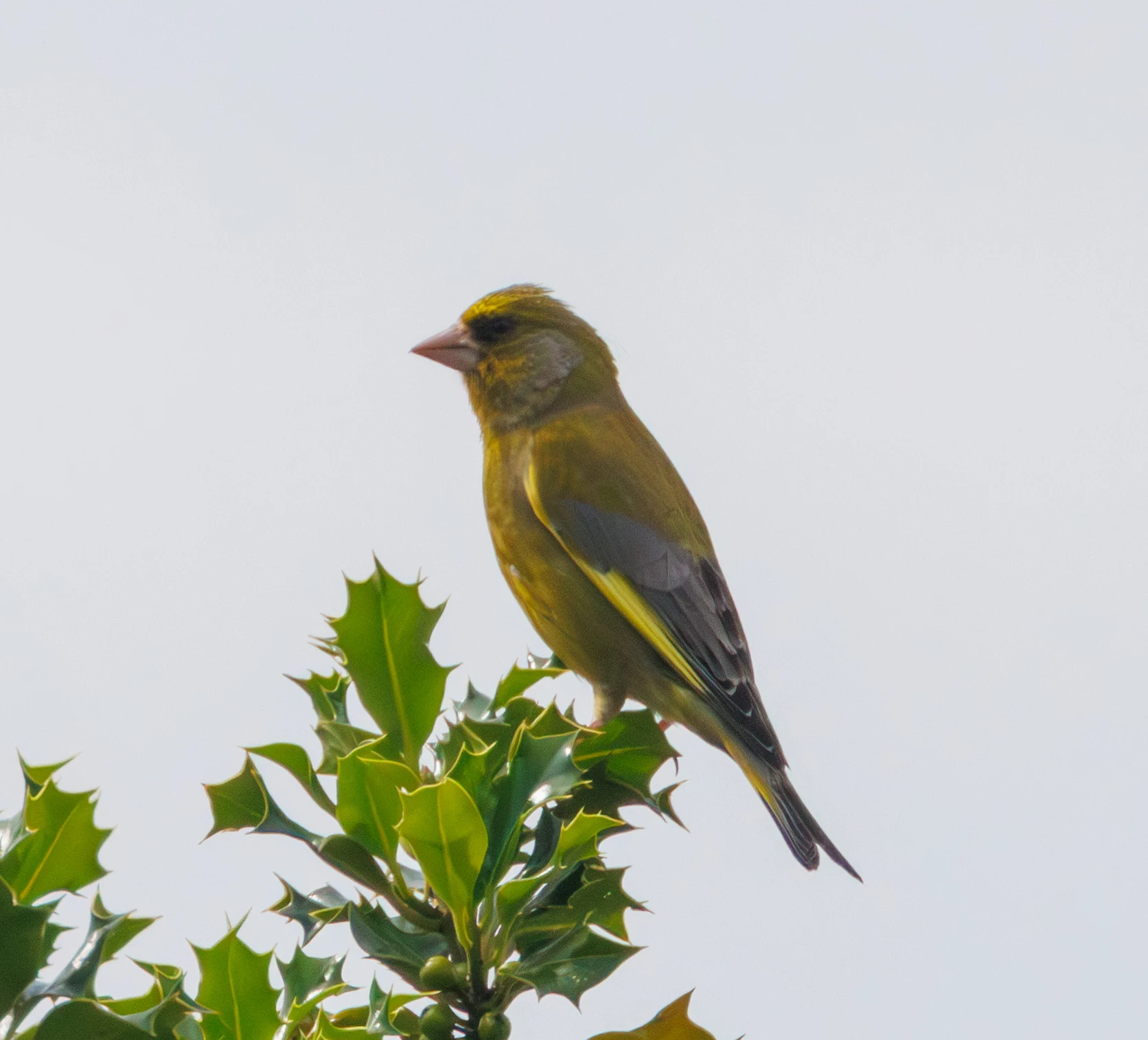 Greenfinch, Acres Down, Hampshire, UK — photo by Adam Prugel-Bennett