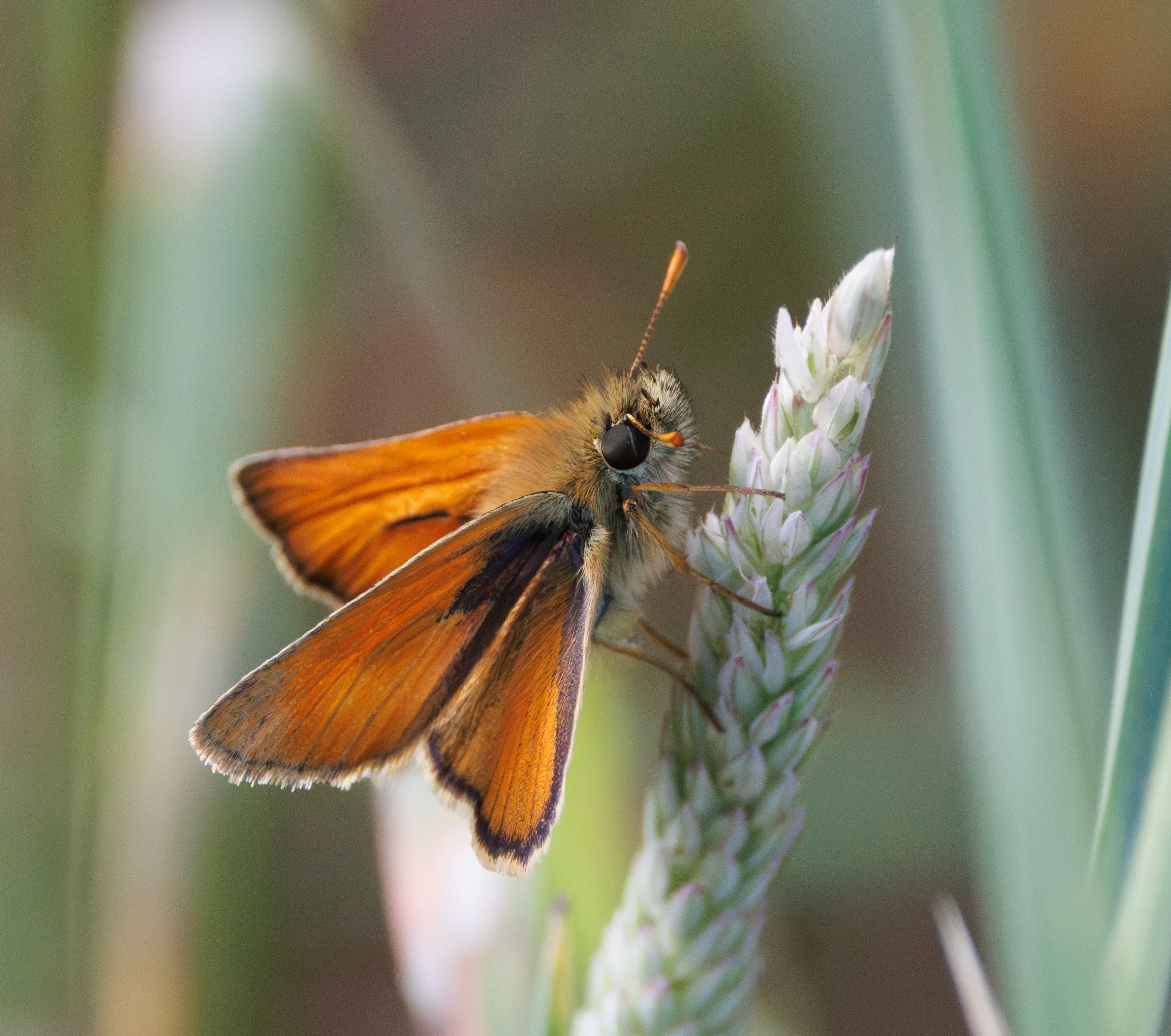 Small Skipper, Martin Down, Hampshire, UK — photo by Adam Prugel-Bennett
