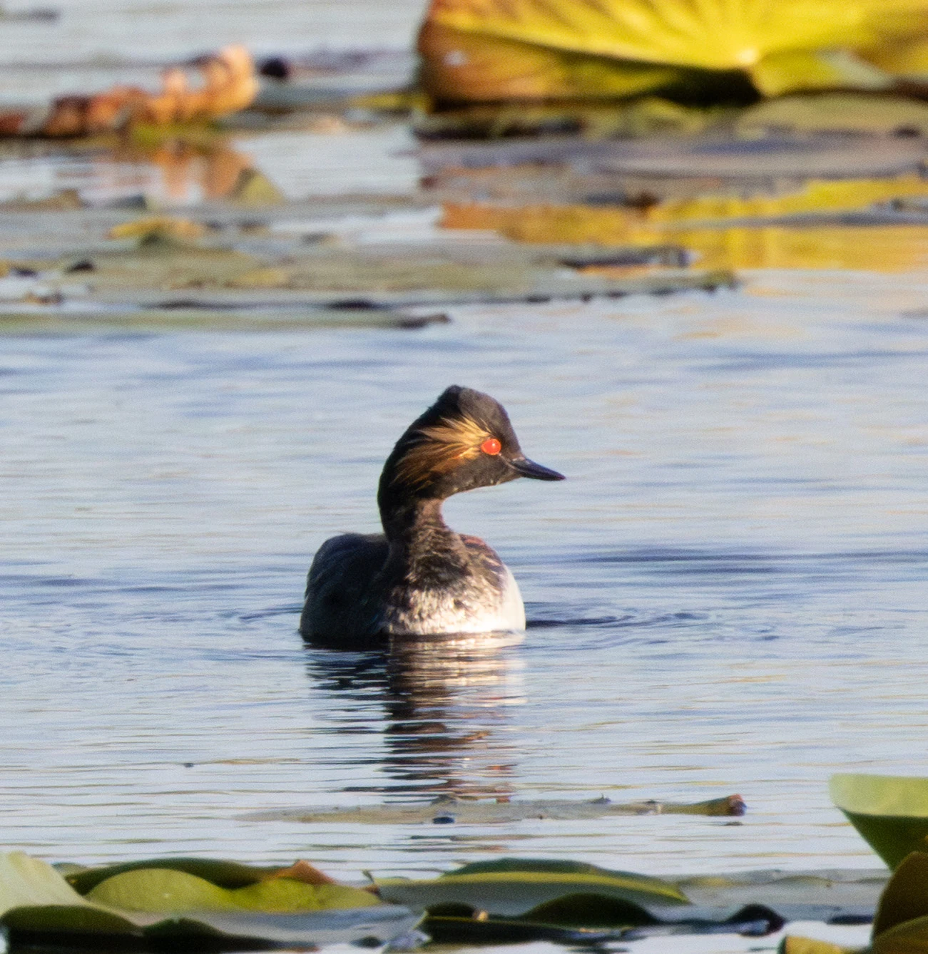Black-necked Grebe, Danube Delta, Romania — photo by Adam Prugel-Bennett