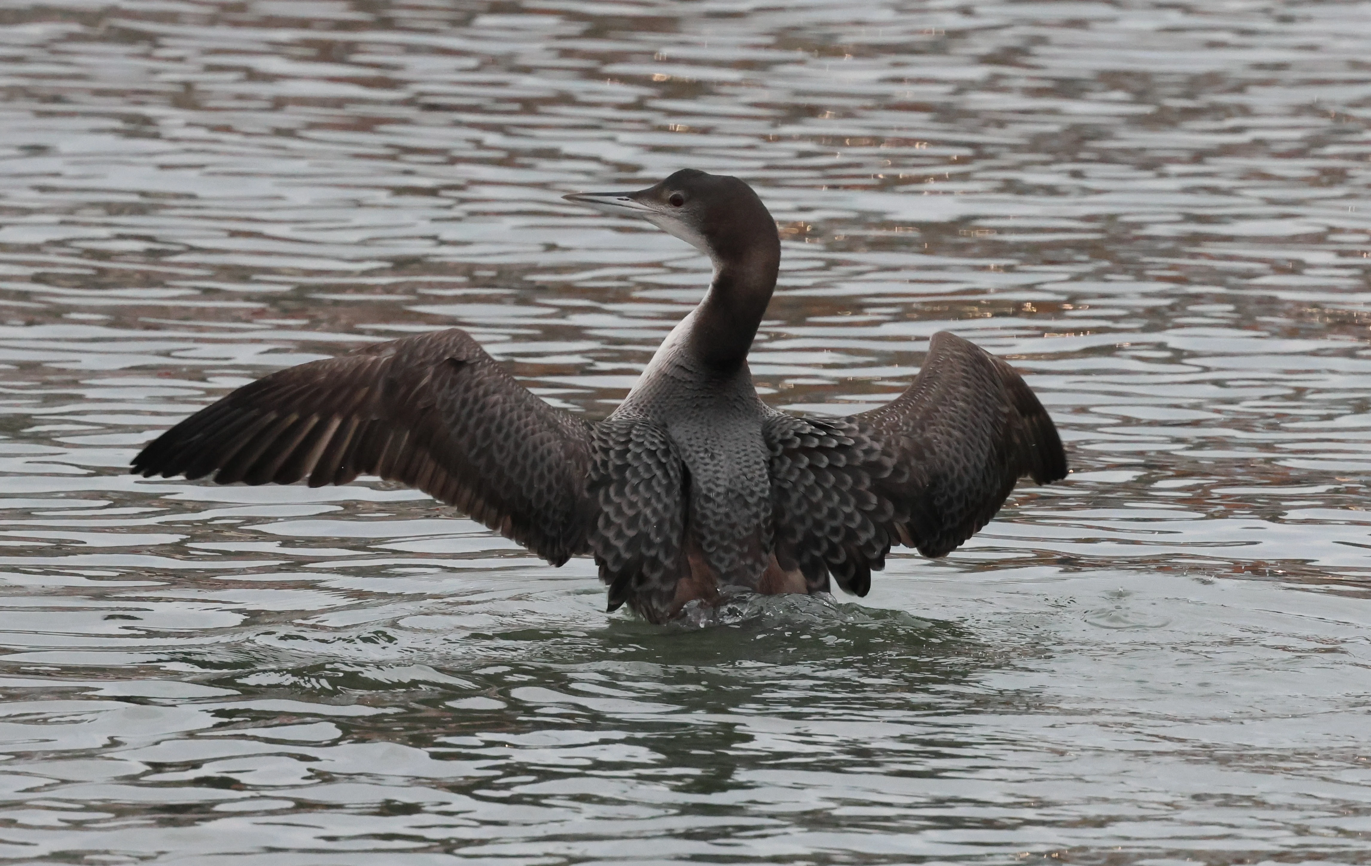 Great Northern Diver - Common Loon, Yorkshire, UK — photo by Adam Prugel-Bennett