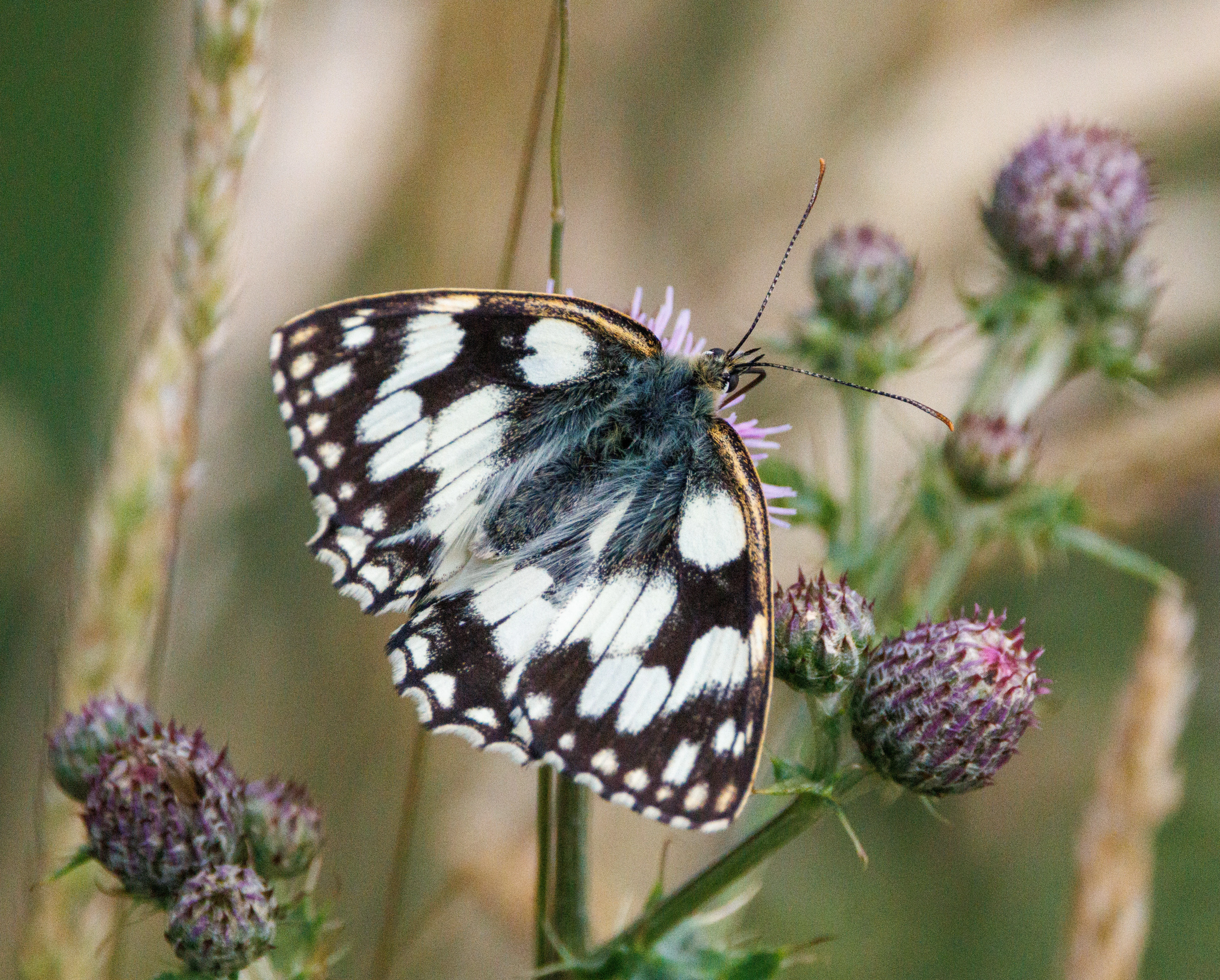 Marbled White, Martin Down, Hampshire, UK — photo by Adam Prugel-Bennett