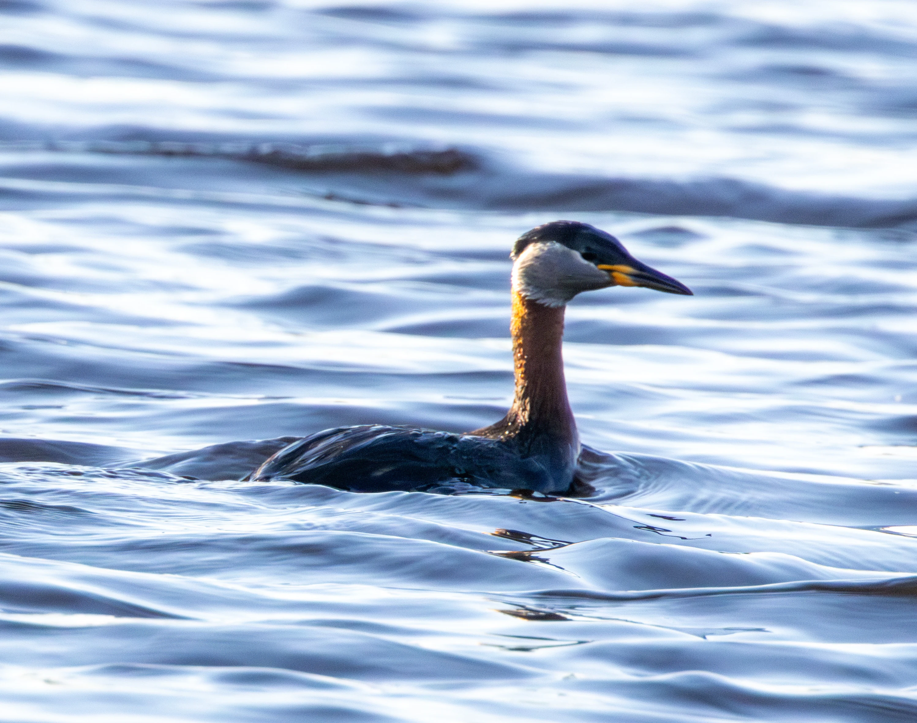 Red-necked Grebe, Danube Delta, Romania — photo by Adam Prugel-Bennett