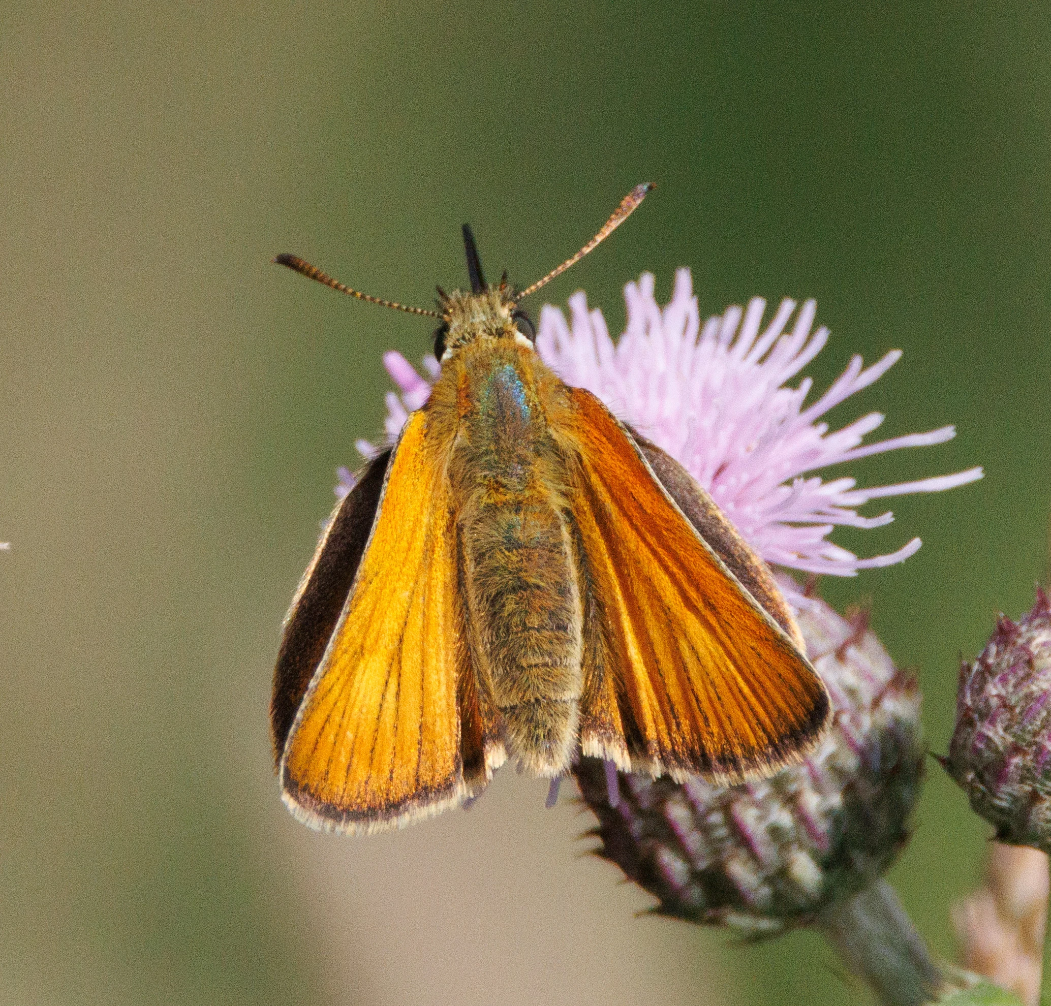 Small Skipper, Martin Down, Hampshire, UK — photo by Adam Prugel-Bennett