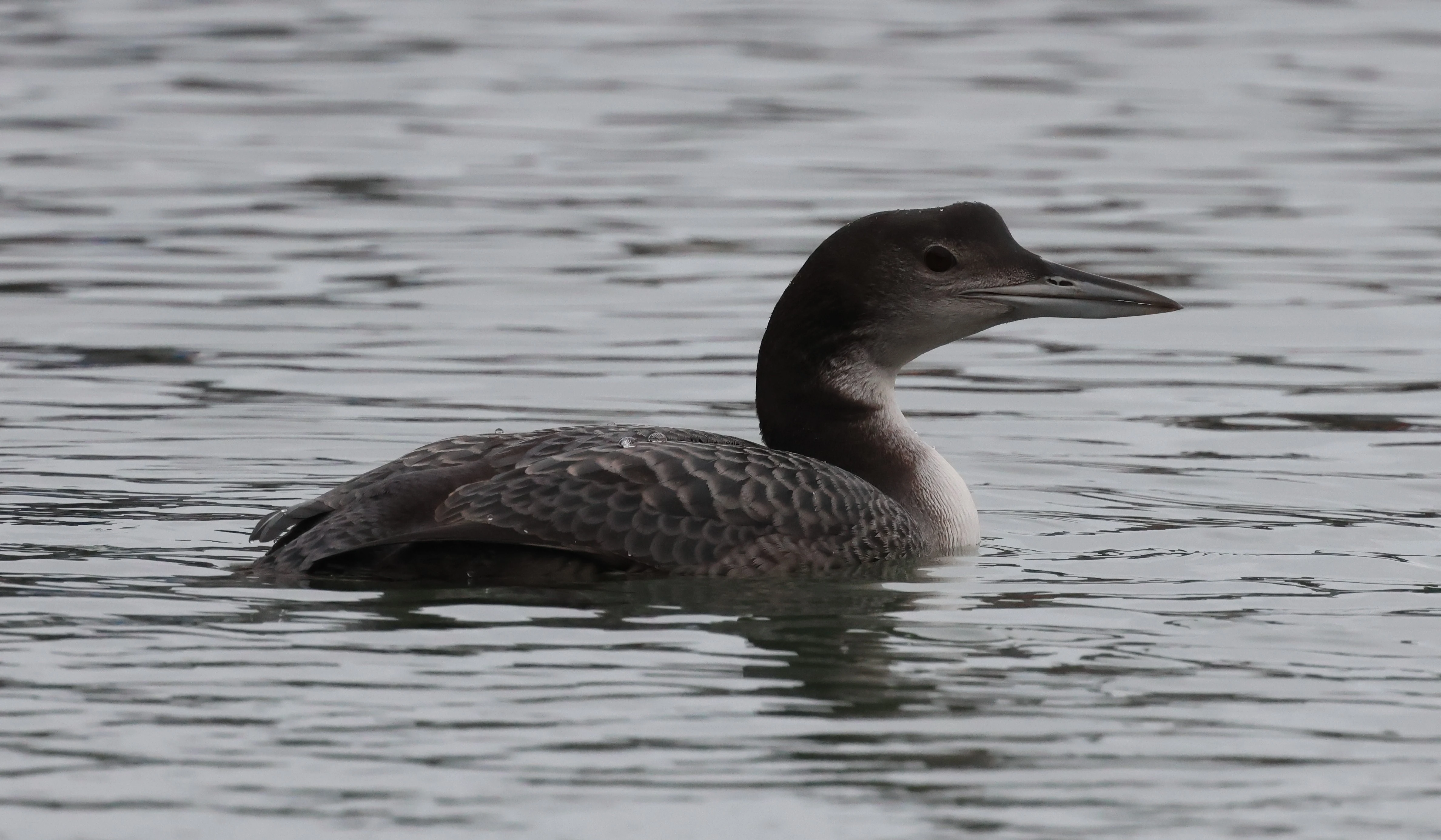 Great Northern Diver - Common Loon, Yorkshire, UK — photo by Adam Prugel-Bennett