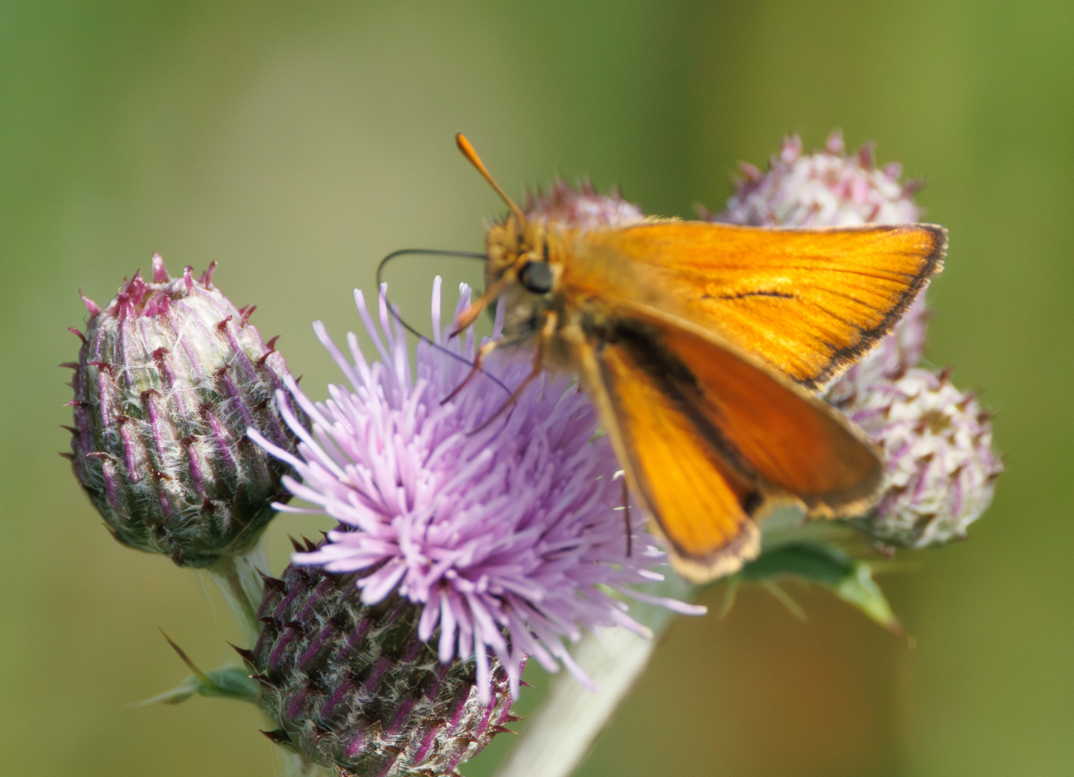 Small Skipper, Martin Down, Hampshire, UK — photo by Adam Prugel-Bennett