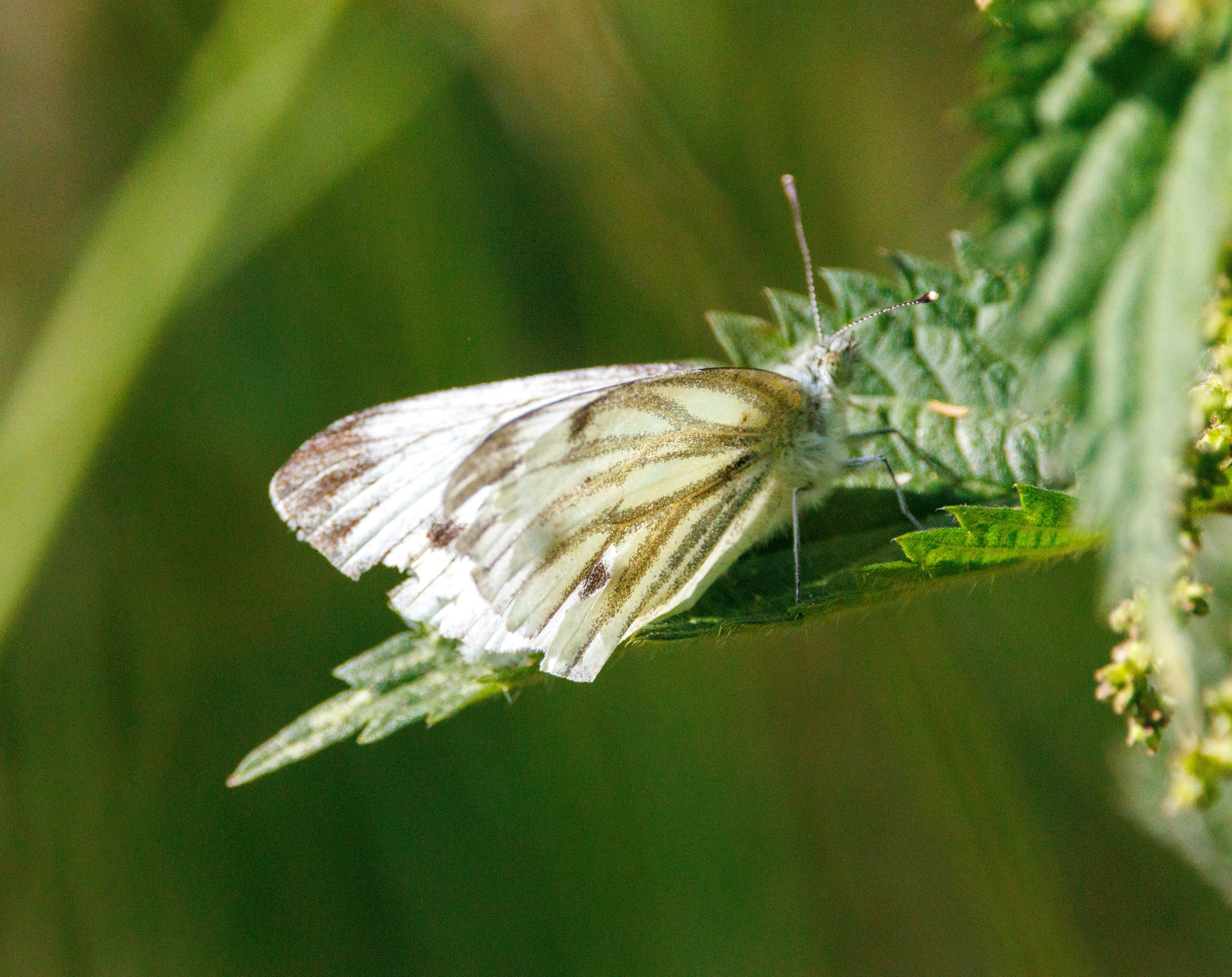 Green-veined White, Martin Down, Hampshire, UK — photo by Adam Prugel-Bennett