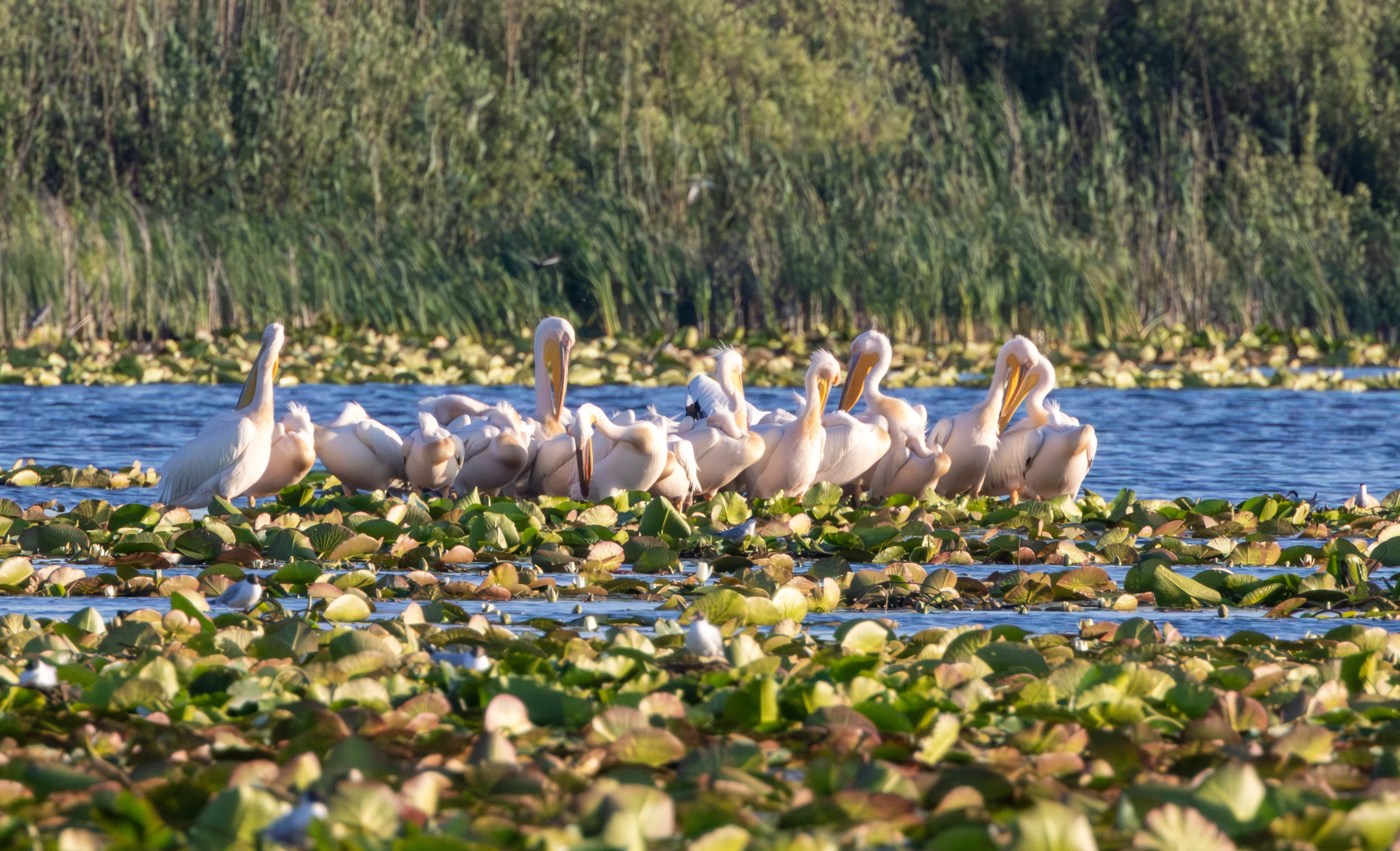 Dalmatian Pelicans, Danube Delta, Romania — photo by Adam Prugel-Bennett