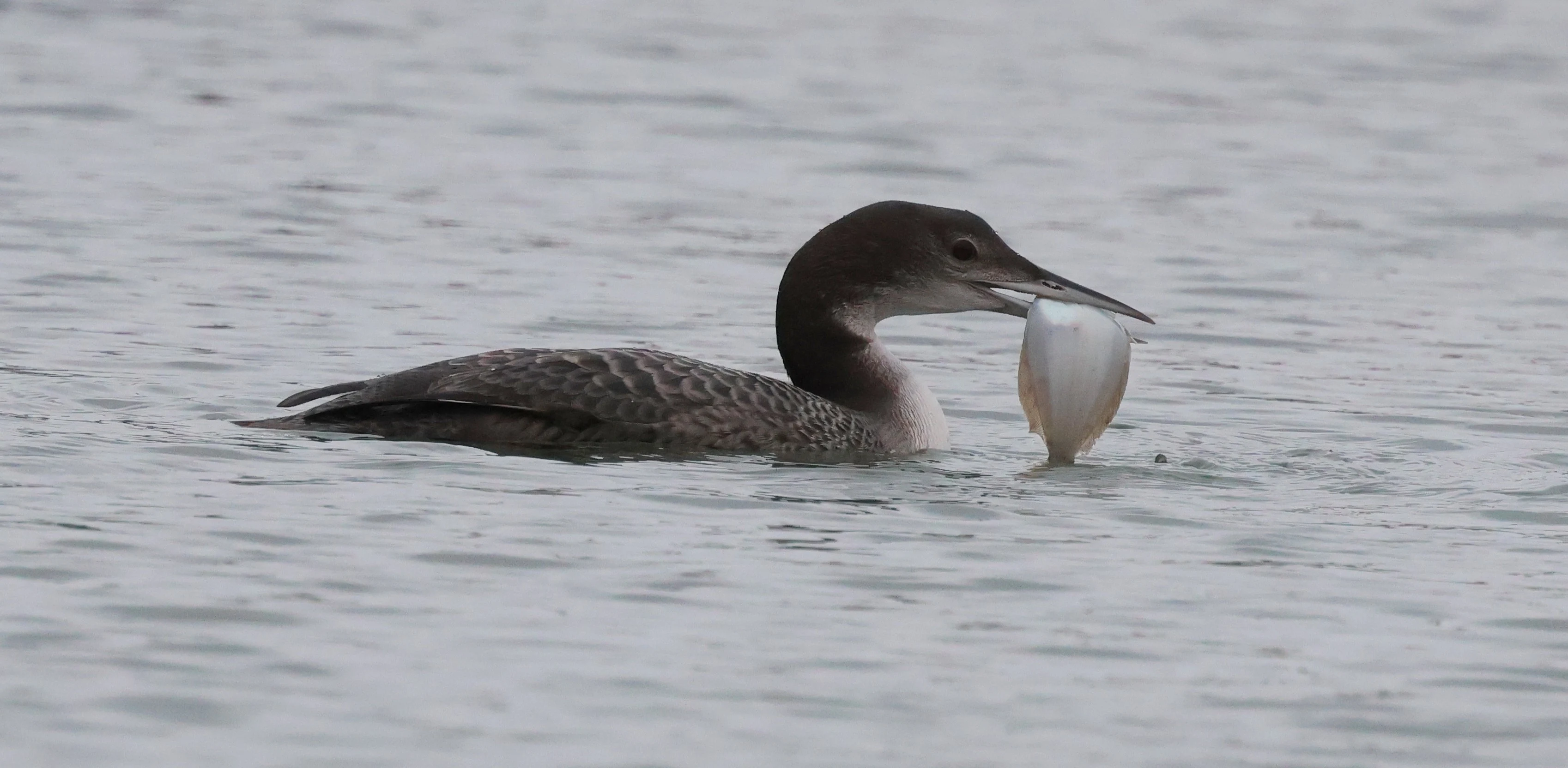 Great Northern Diver - Common Loon, Yorkshire, UK — photo by Adam Prugel-Bennett