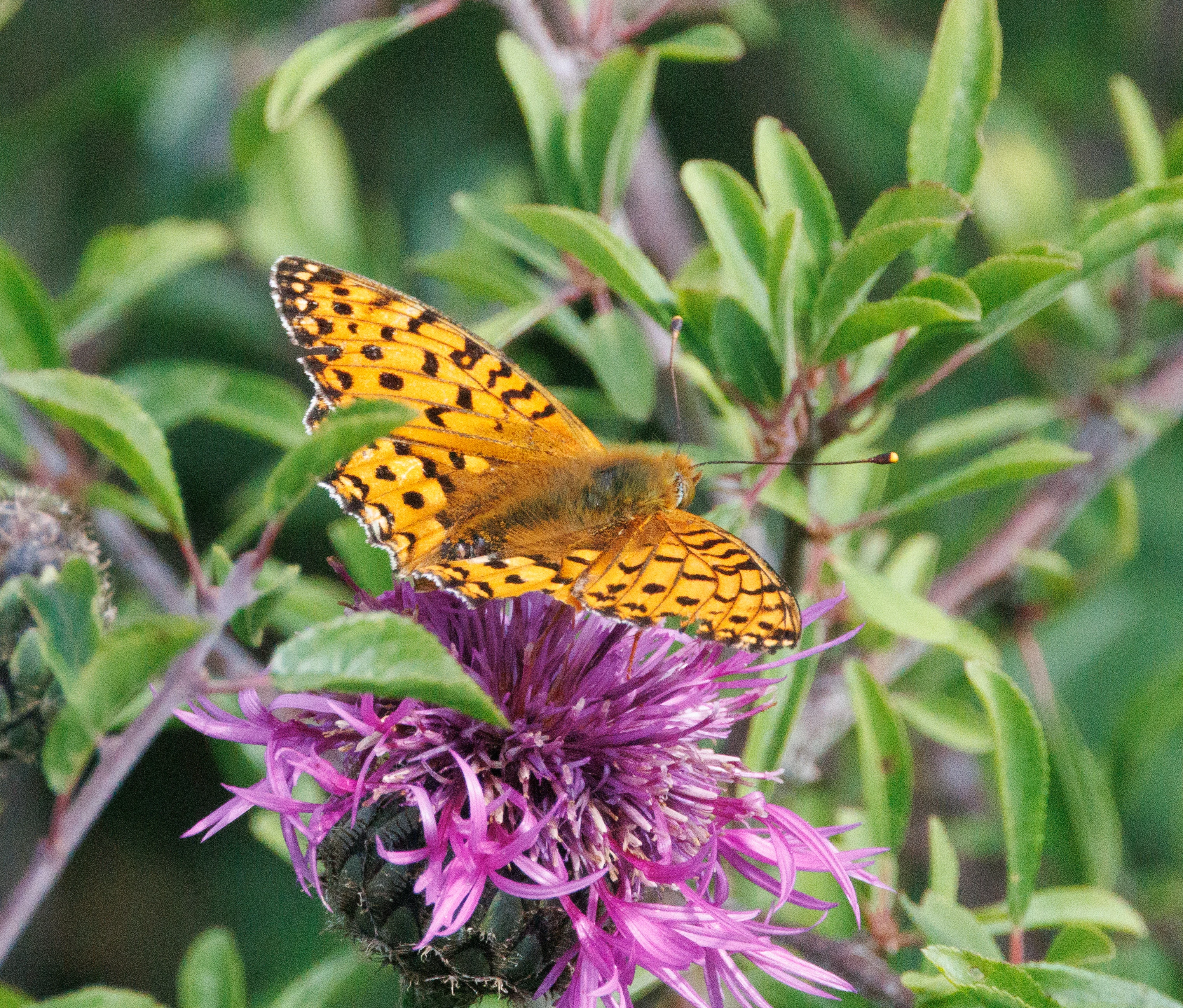 Dark Green Fritiliary, Martin Down, Hampshire, UK — photo by Adam Prugel-Bennett