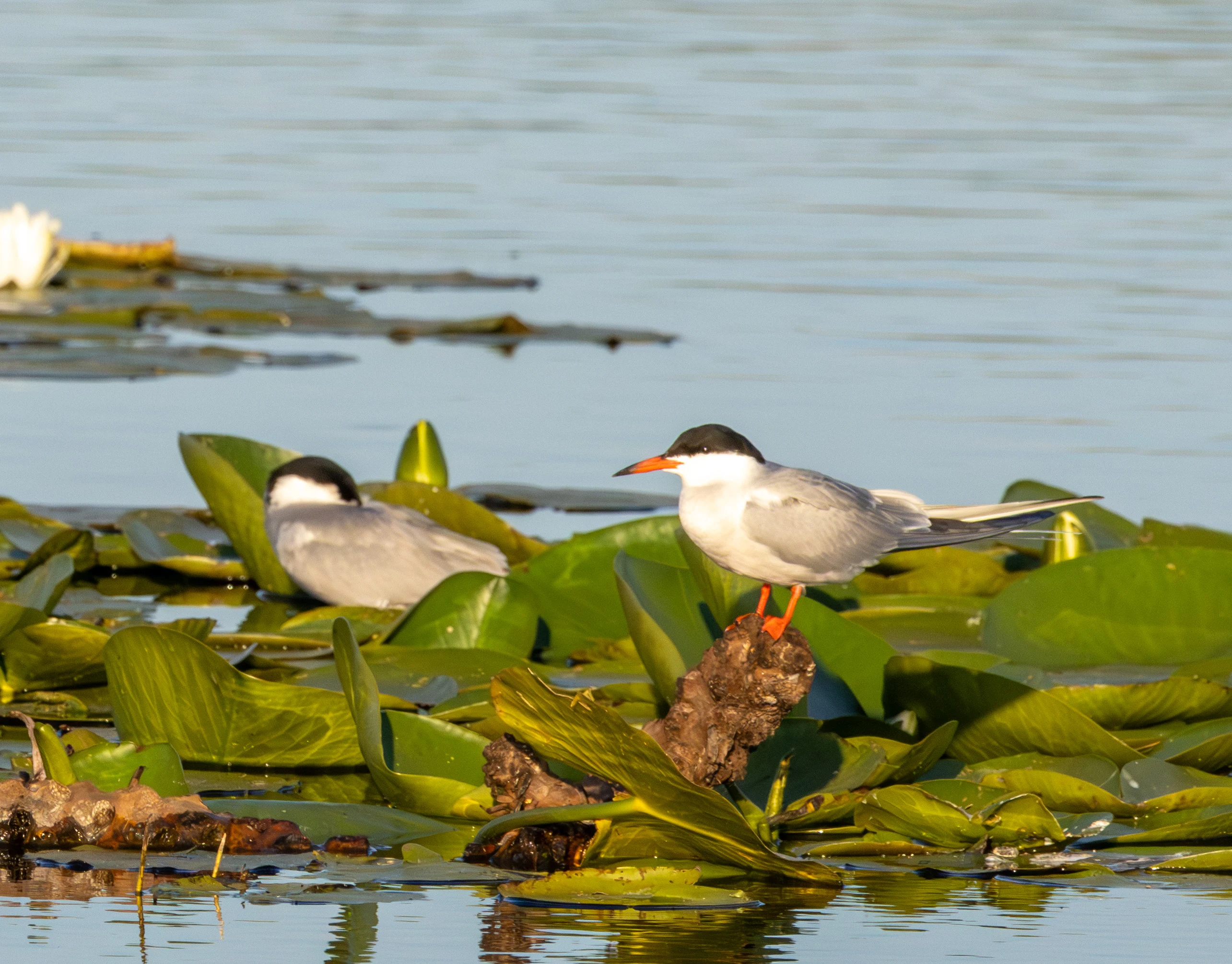 Common Tern, Danube Delta, Romania — photo by Adam Prugel-Bennett