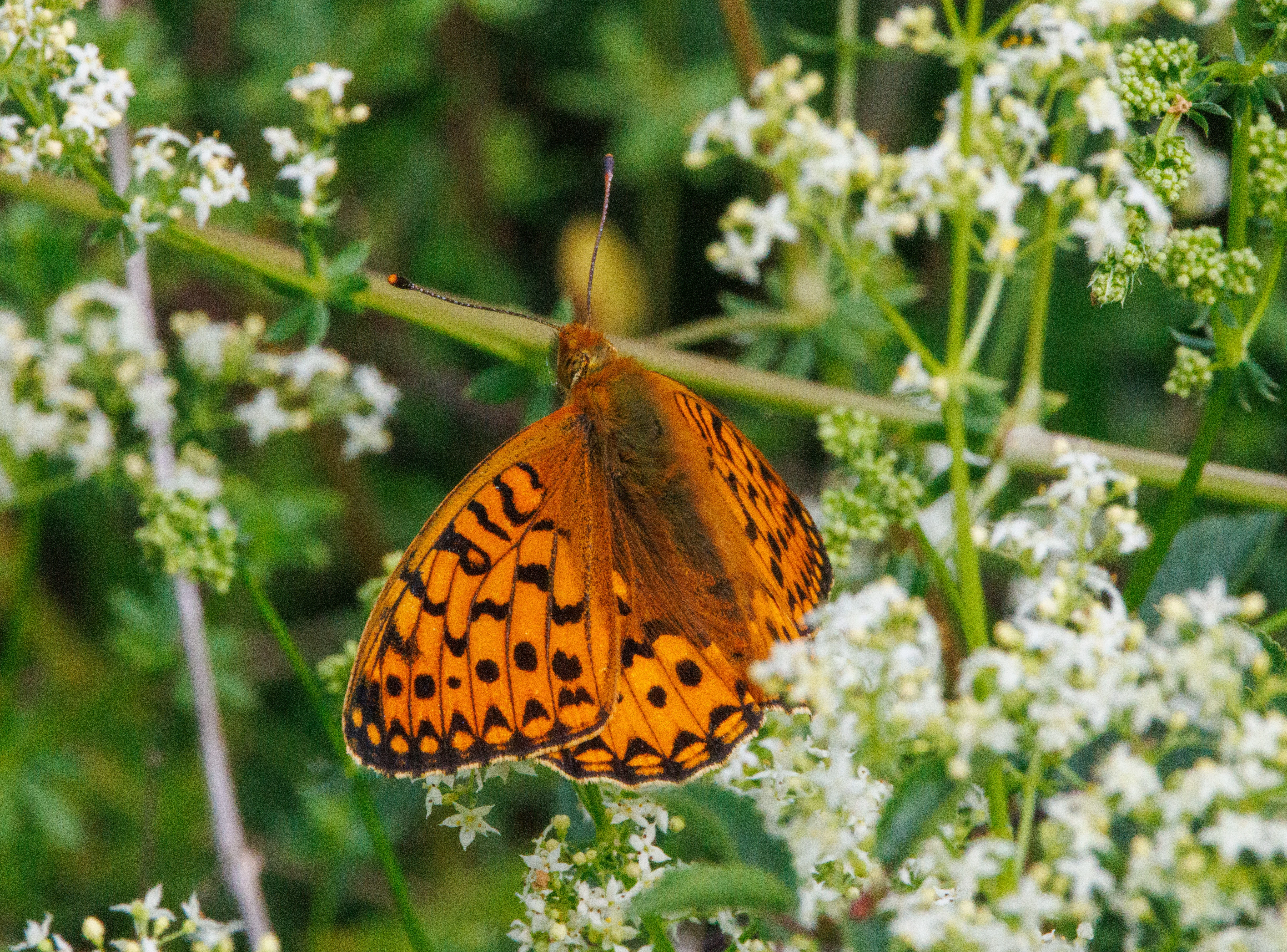 Dark Green Fritiliary, Martin Down, Hampshire, UK — photo by Adam Prugel-Bennett