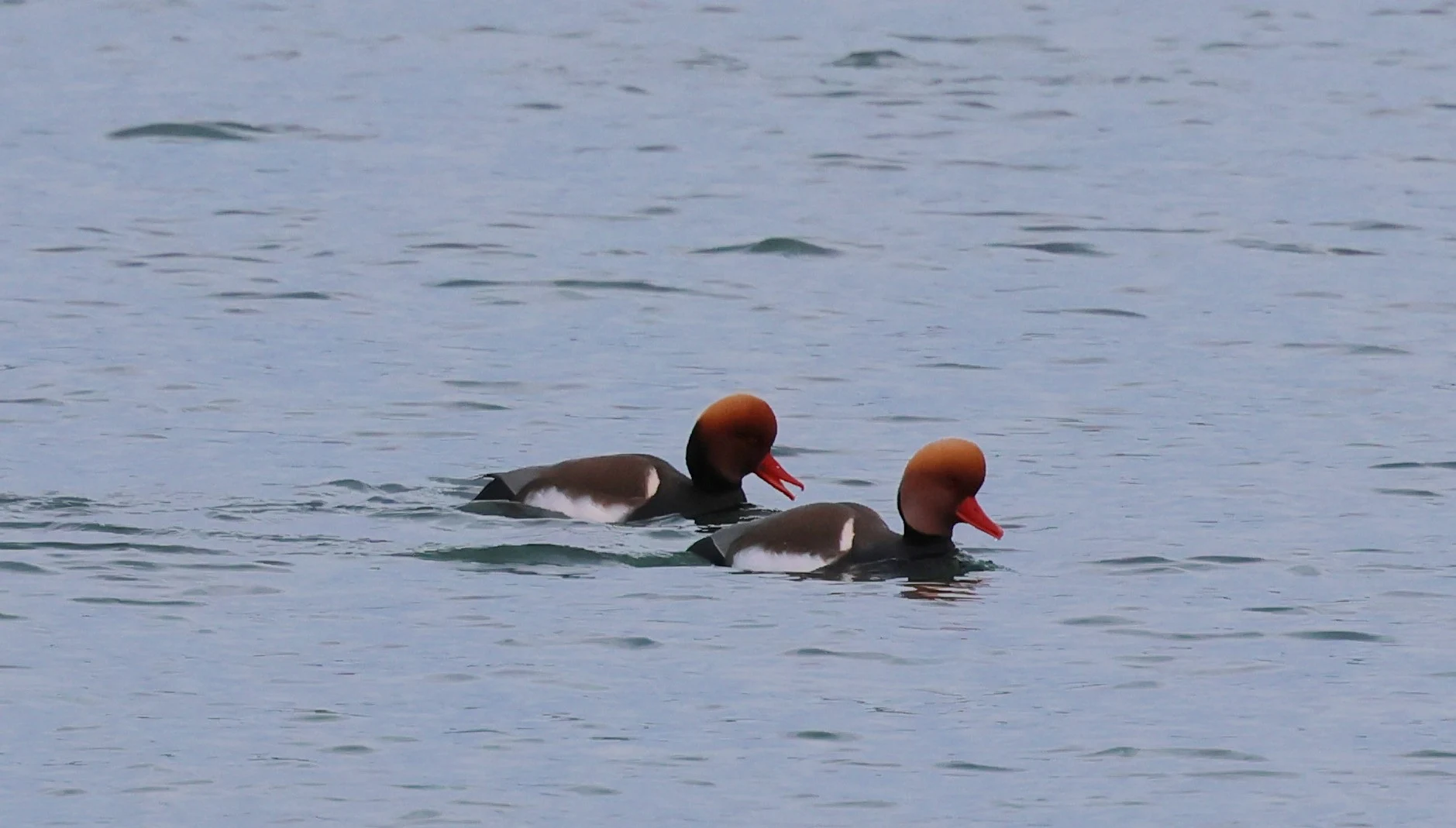 Red-crested pochard, Yorkshire, UK — photo by Adam Prugel-Bennett