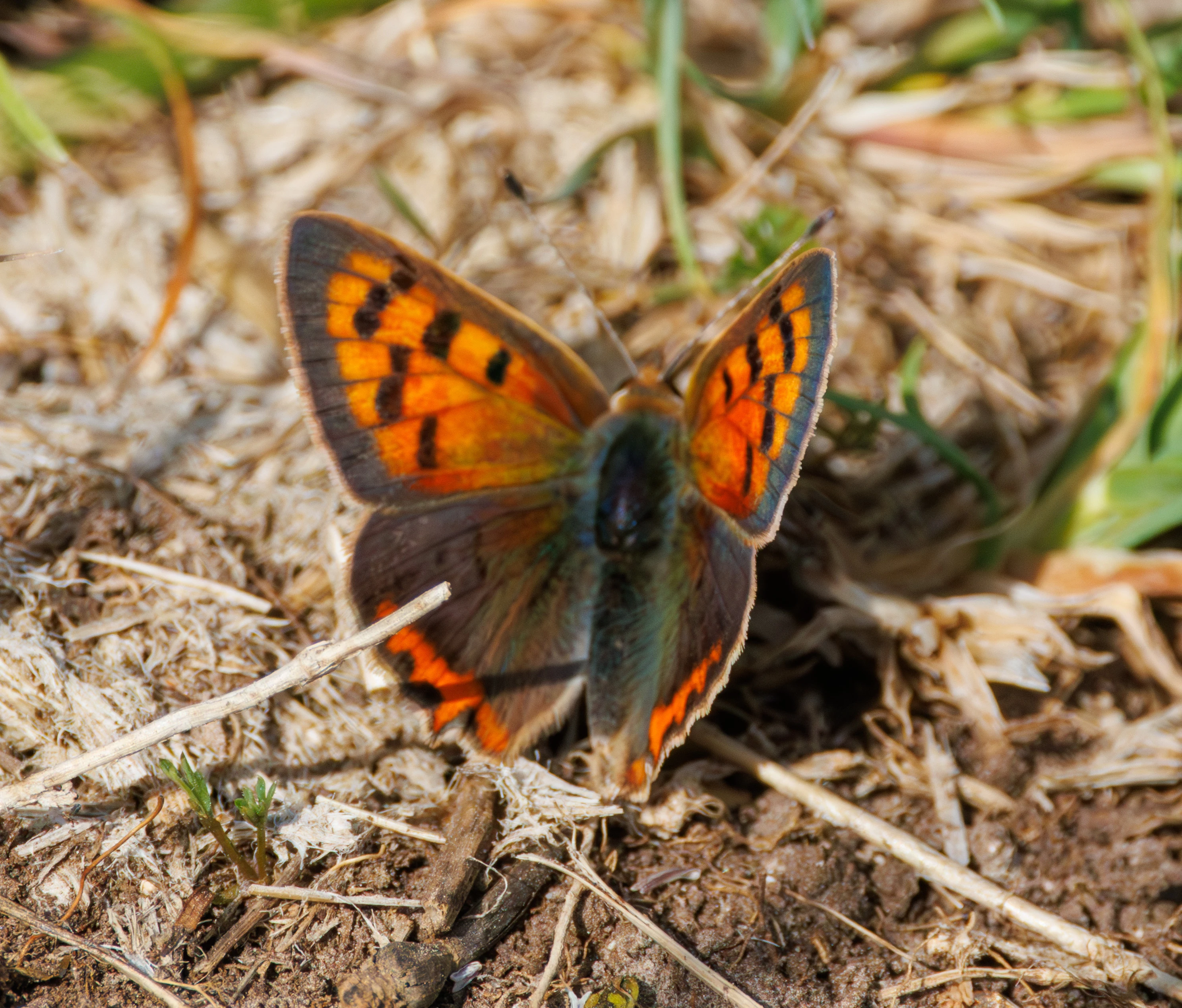 Small Copper, Martin Down, Hampshire, UK — photo by Adam Prugel-Bennett