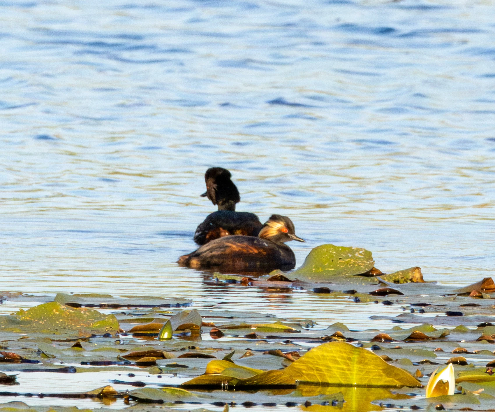 Black-necked Grebe, Danube Delta, Romania — photo by Adam Prugel-Bennett
